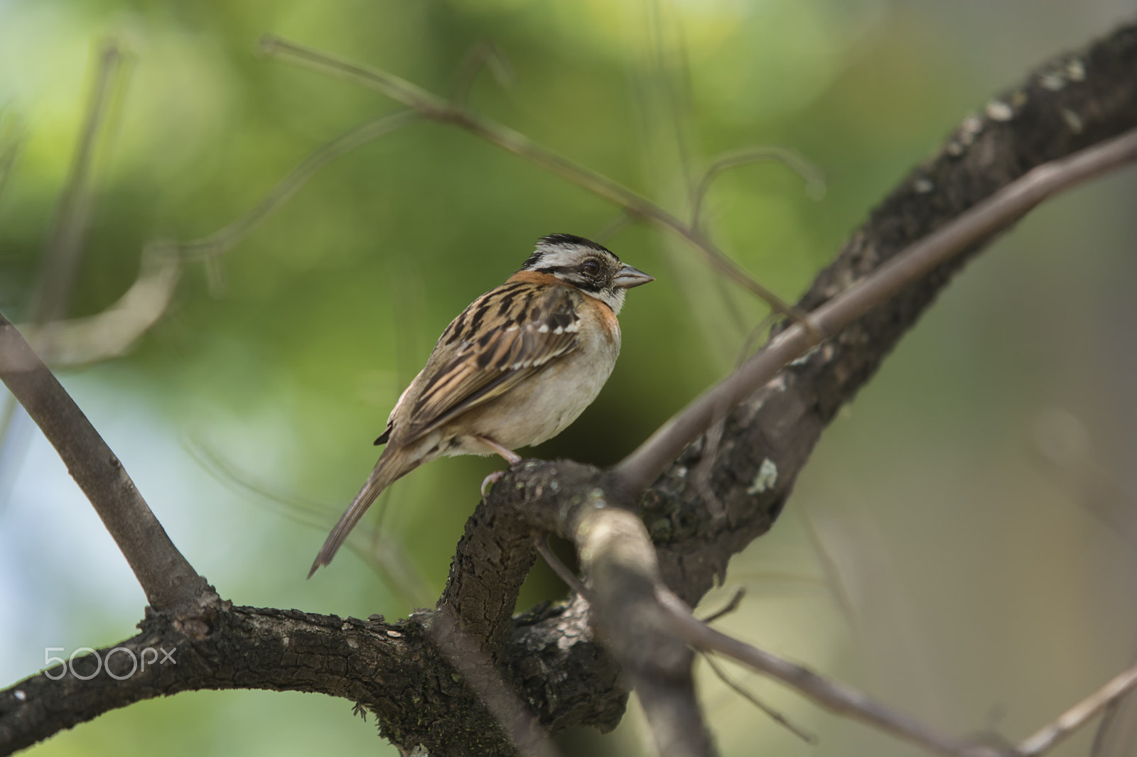 Nikon D5200 + Sigma 70-200mm F2.8 EX DG OS HSM sample photo. Zonotrichia capensis (tico-tico) photography