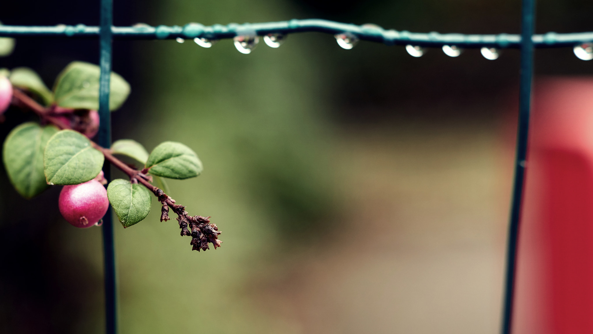 Sony ILCA-77M2 + Sony DT 50mm F1.8 SAM sample photo. Wet afternoon photography