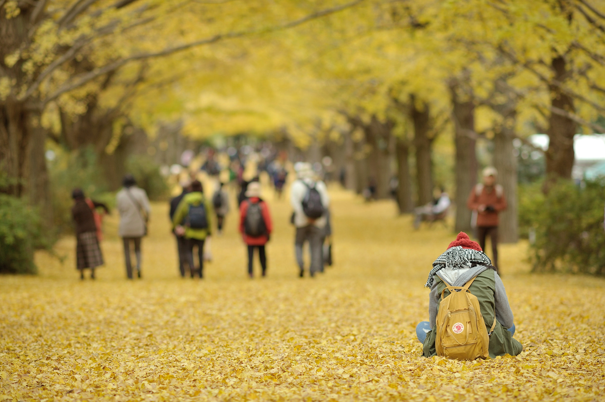 Nikon D700 sample photo. Autumn for tokyoites photography
