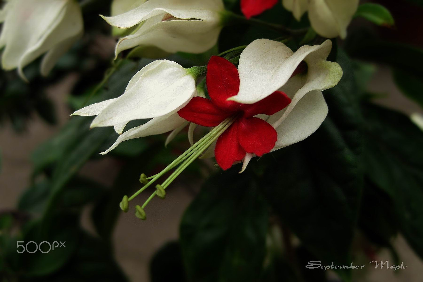 Canon PowerShot SD1100 IS (Digital IXUS 80 IS / IXY Digital 20 IS) sample photo. 龙吐珠 [clerodendrum thomsonae balf] photography