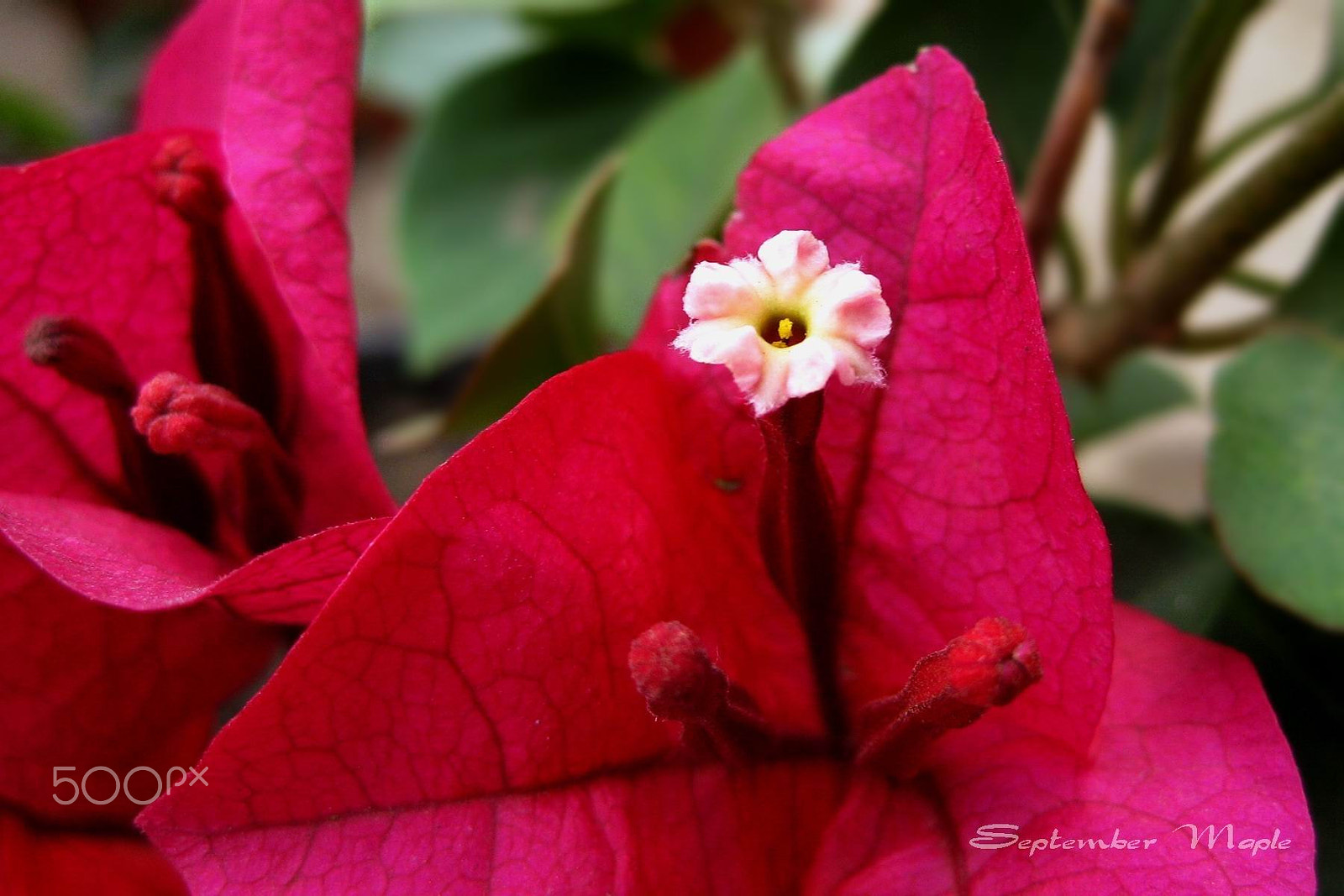 Canon PowerShot SD1100 IS (Digital IXUS 80 IS / IXY Digital 20 IS) sample photo. 簕杜鹃 [bougainvillea] photography