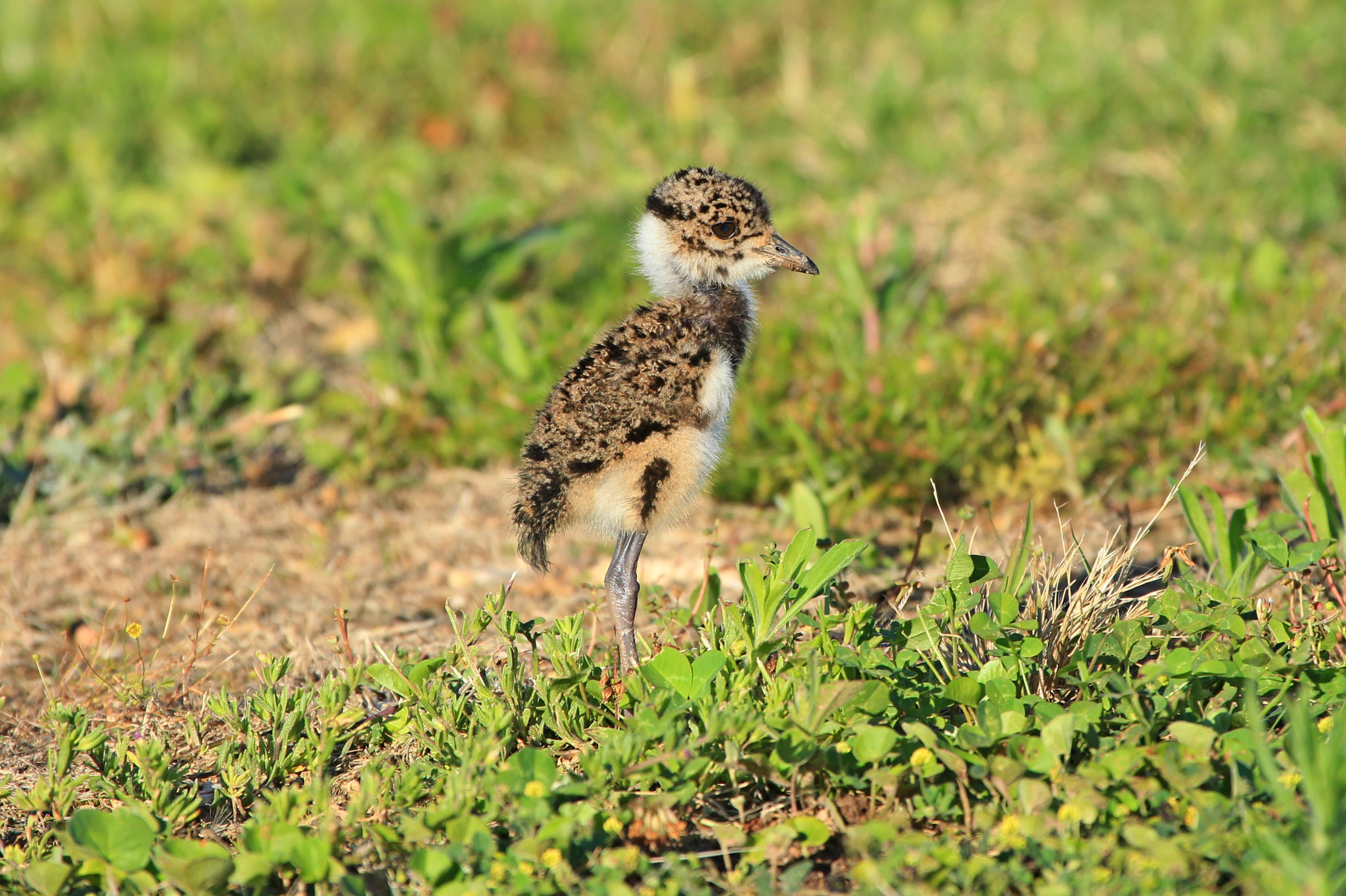 Canon EF 100-400mm F4.5-5.6L IS USM sample photo. Southern lapwing - young photography