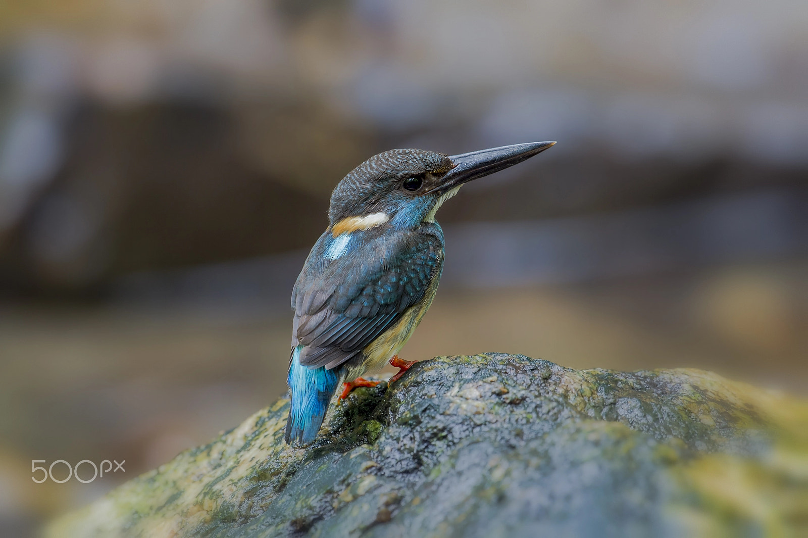 Nikon D4 sample photo. Blue-banded kingfisher (m) photography