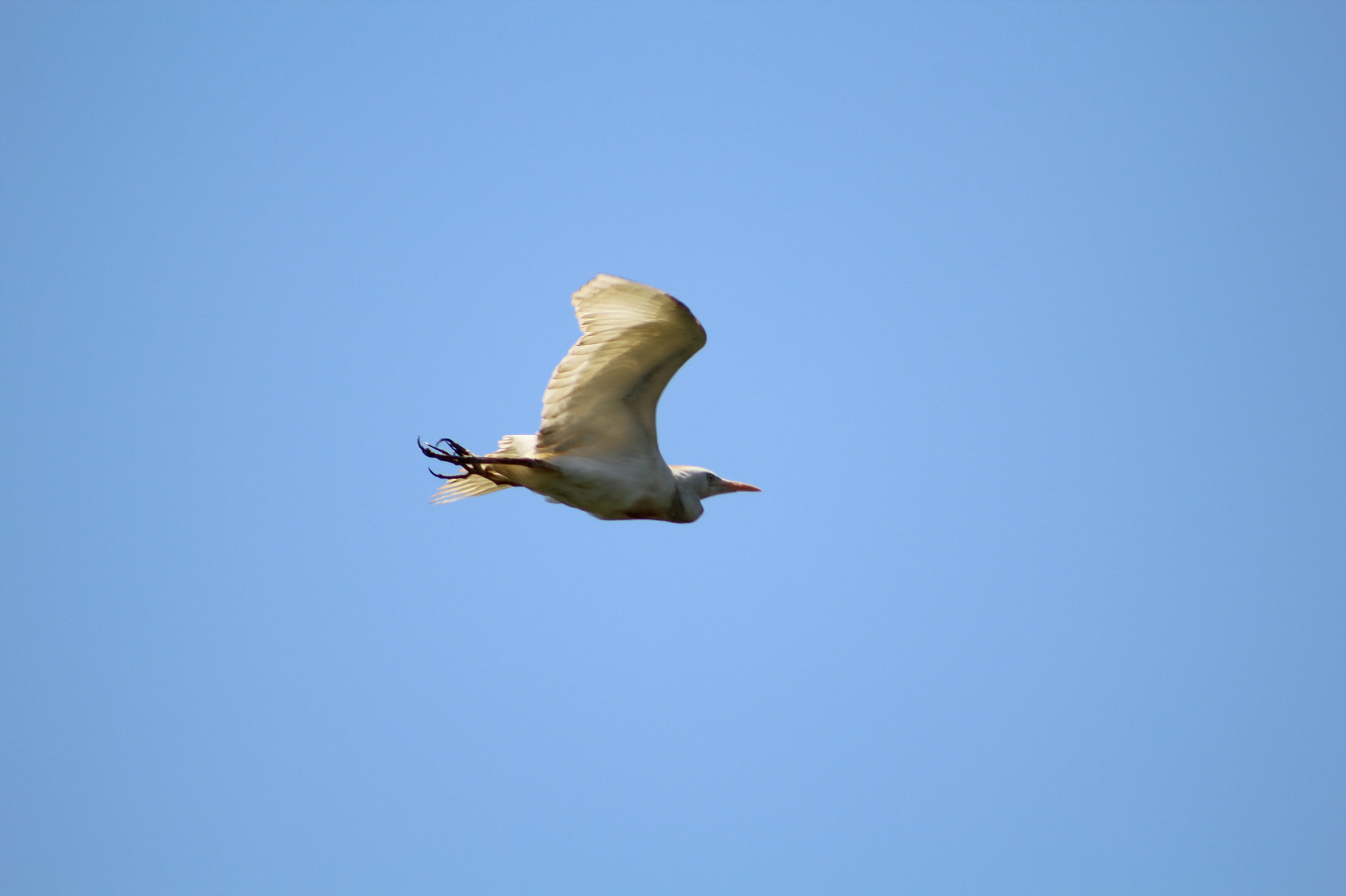 Canon EF 75-300mm f/4-5.6 USM sample photo. Wildlife photography
