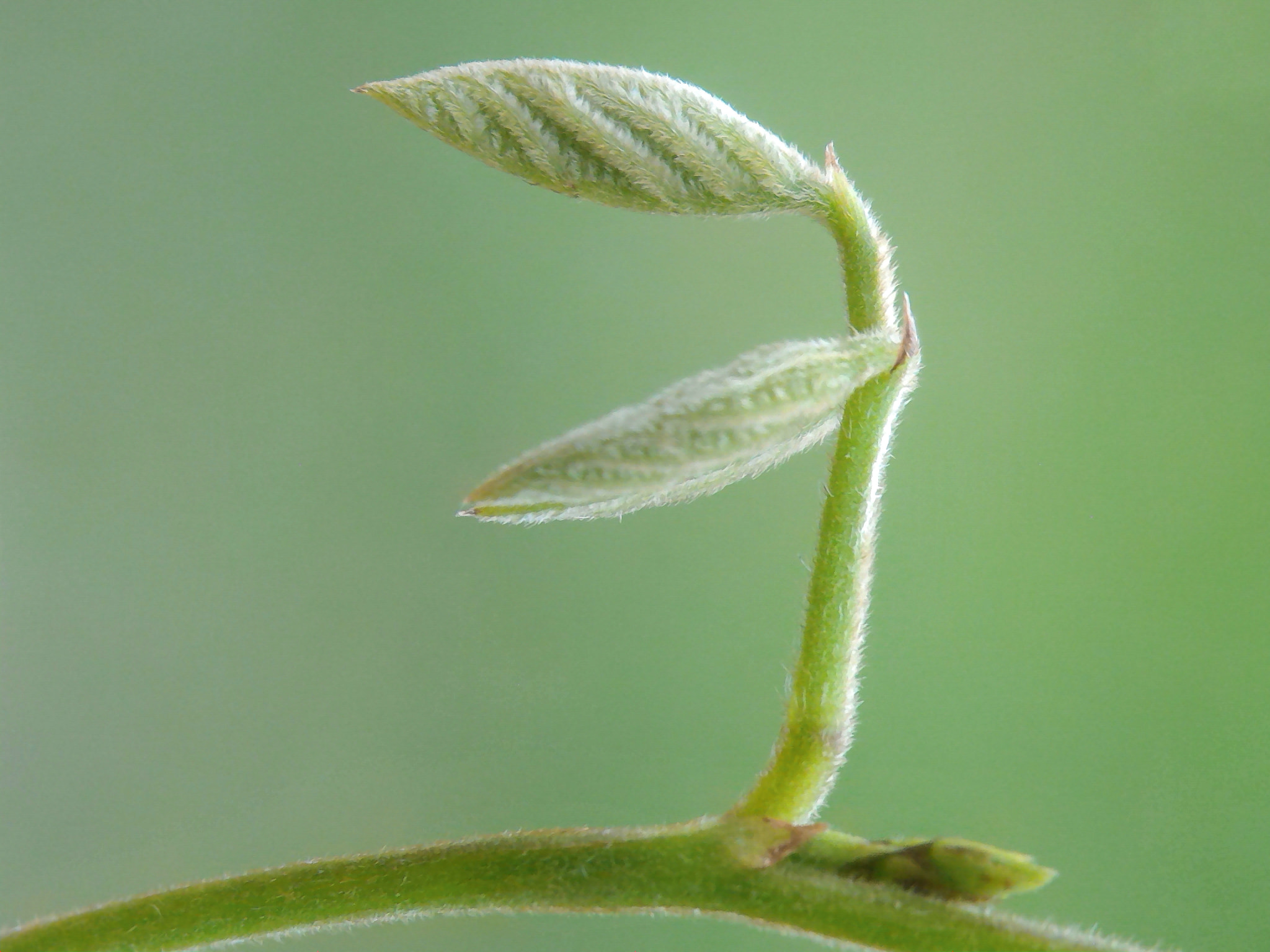 ASUS Z008D sample photo. Just leaf photography