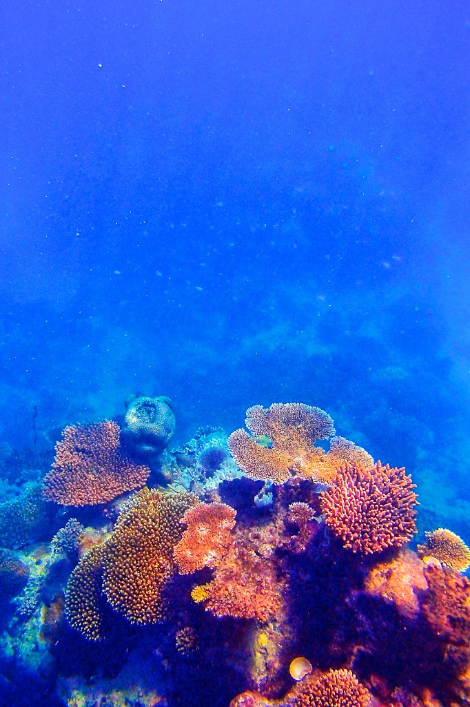 Olympus TG-820 sample photo. Under the sea. photography