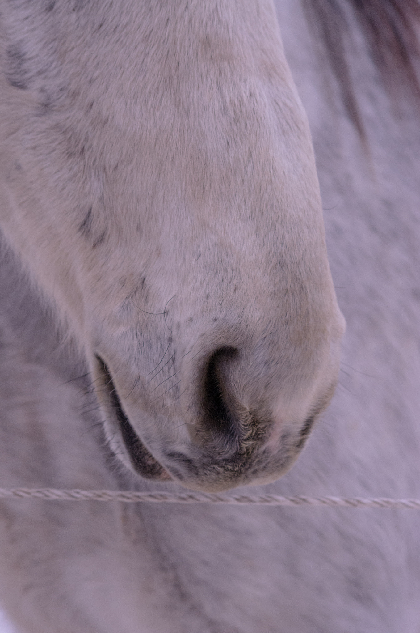 Pentax K-r + Sigma sample photo. Gros nez gris photography