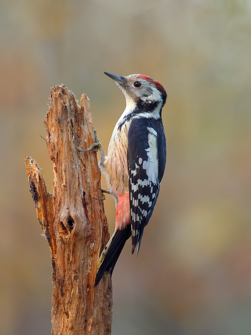Canon EF 600mm F4L IS II USM sample photo. Middle spotted woodpecker  photography