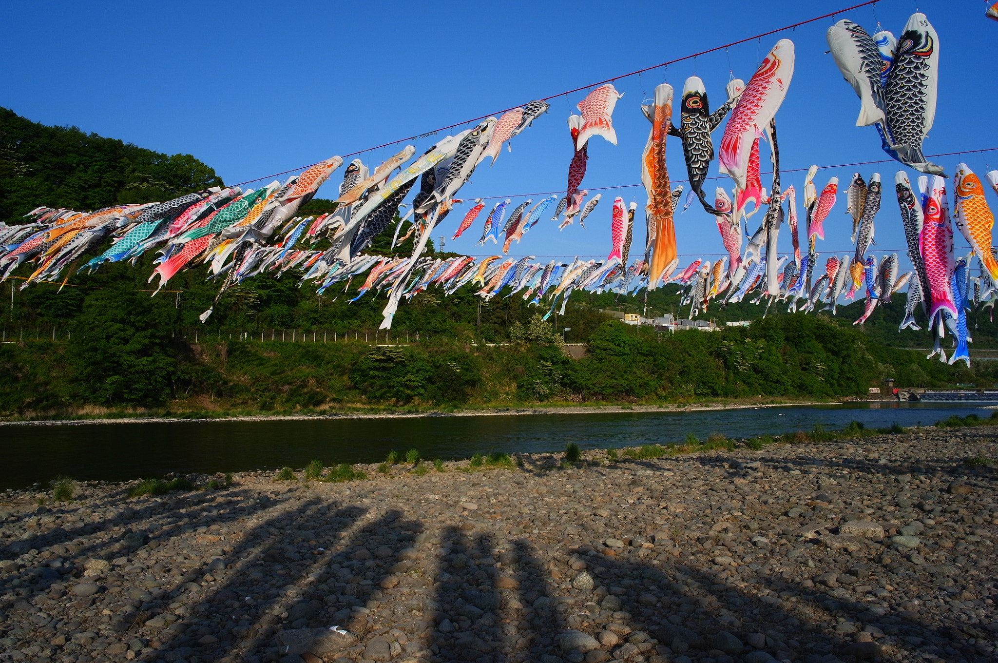 Ricoh GXR A12 sample photo. Hundreds of carp streamers photography