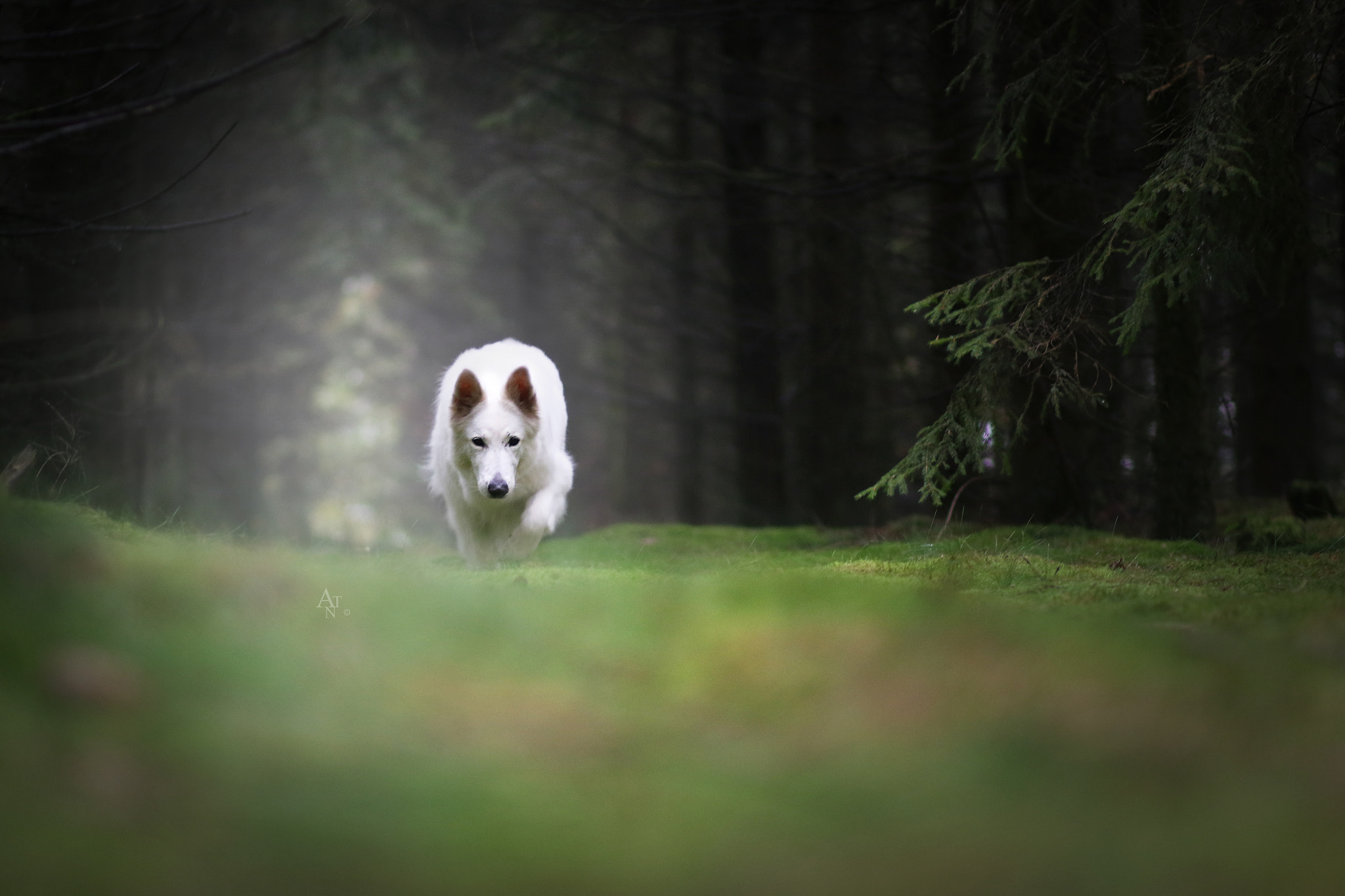 Canon EF 85mm F1.8 USM sample photo. White wolf photography