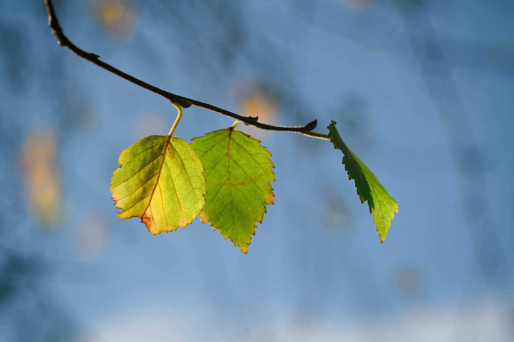 Nikon D3300 + Nikon AF-S Nikkor 85mm F1.8G sample photo. Autumn leaves photography