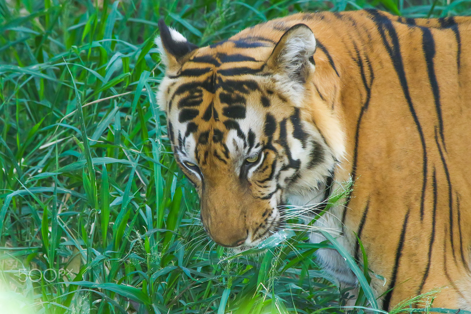 Canon EF-S 55-250mm F4-5.6 IS II sample photo. Mr.wild photography