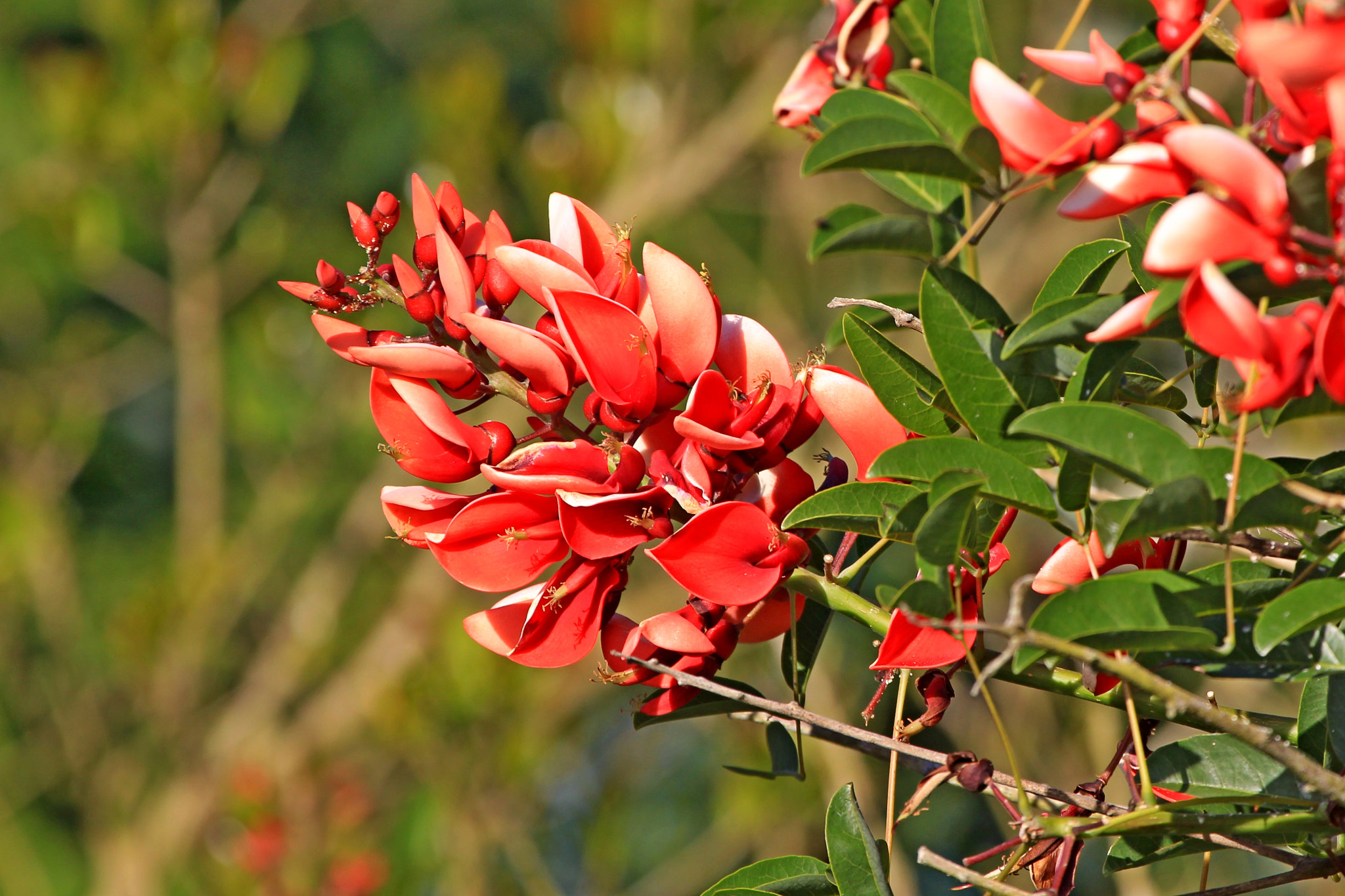 Canon EF 100-400mm F4.5-5.6L IS USM sample photo. Cockspur coral tree photography