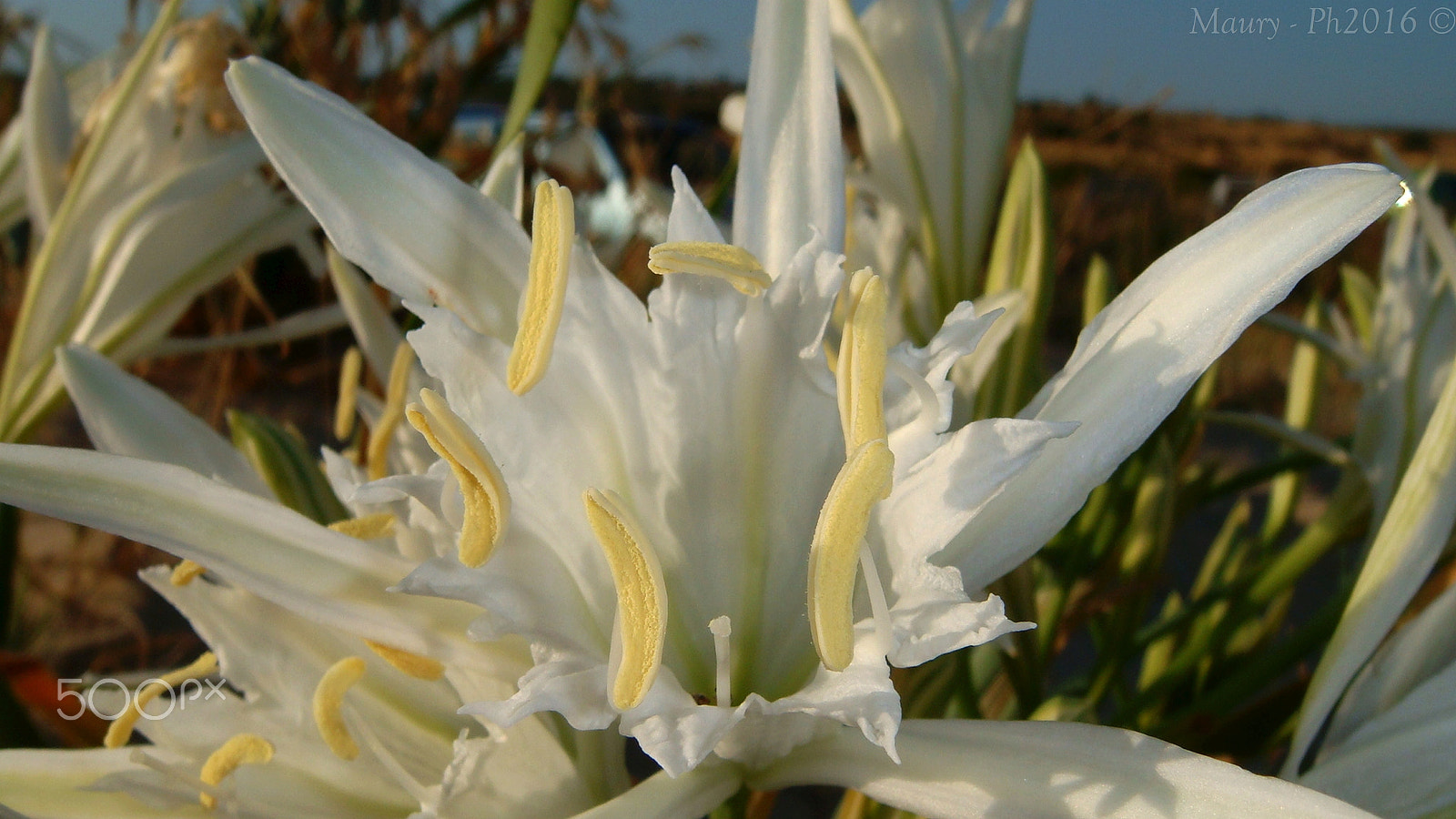 Sony DSC-T200 sample photo. Like bananas photography