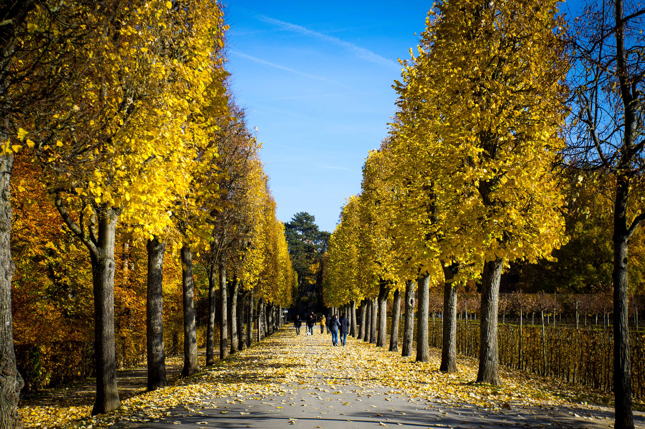 Sony a7R sample photo. Good day for a walk photography