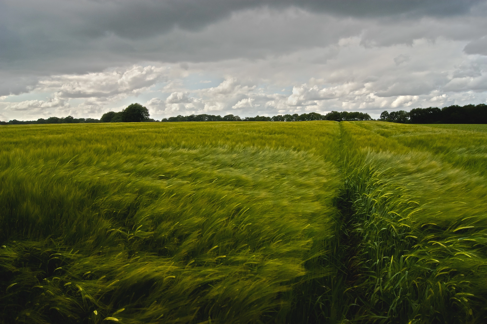 Sony Alpha DSLR-A380 + Sony DT 18-55mm F3.5-5.6 SAM sample photo. Windy field photography