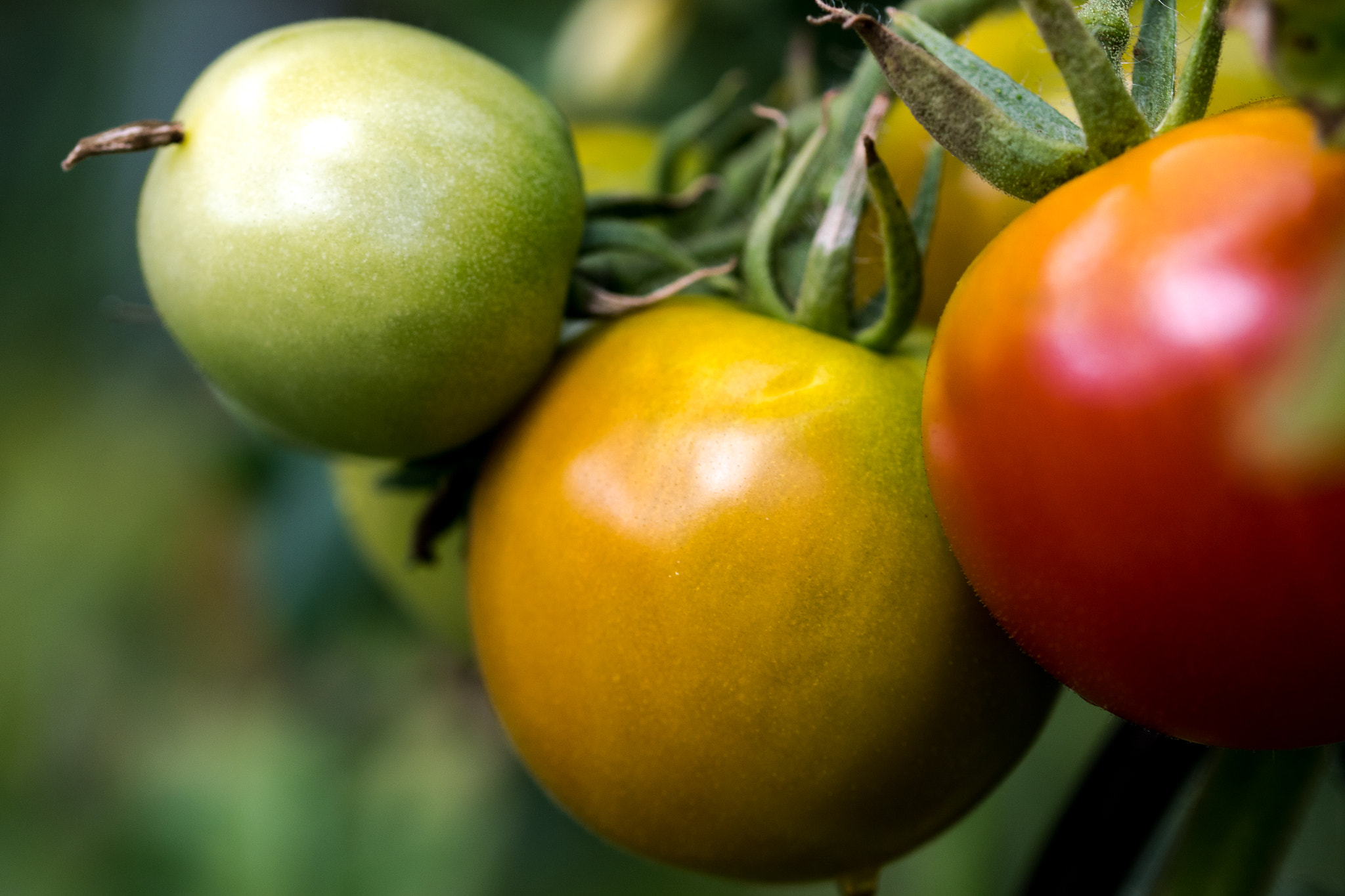 Sigma 105mm F2.8 EX DG OS HSM sample photo. Tomaten photography