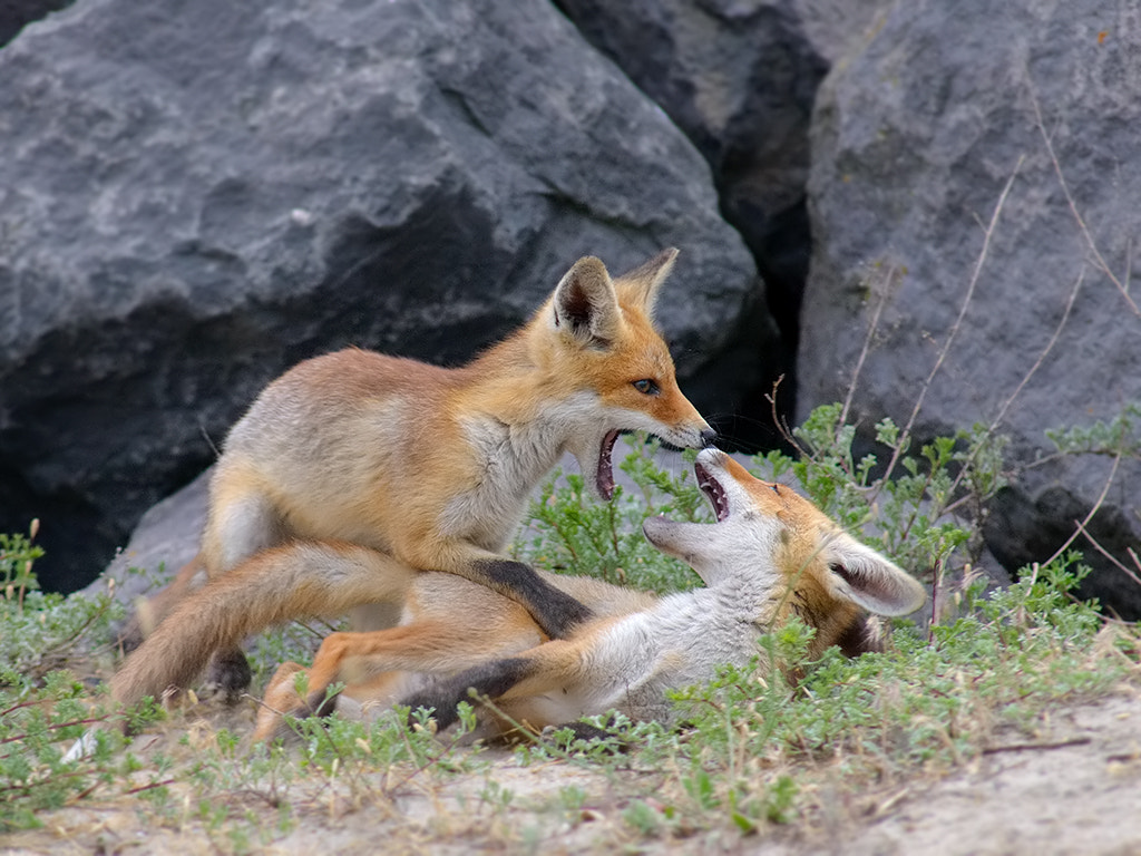 Canon EOS-1D Mark III + Canon EF 400mm f/2.8L sample photo. Red fox cubs.  photography