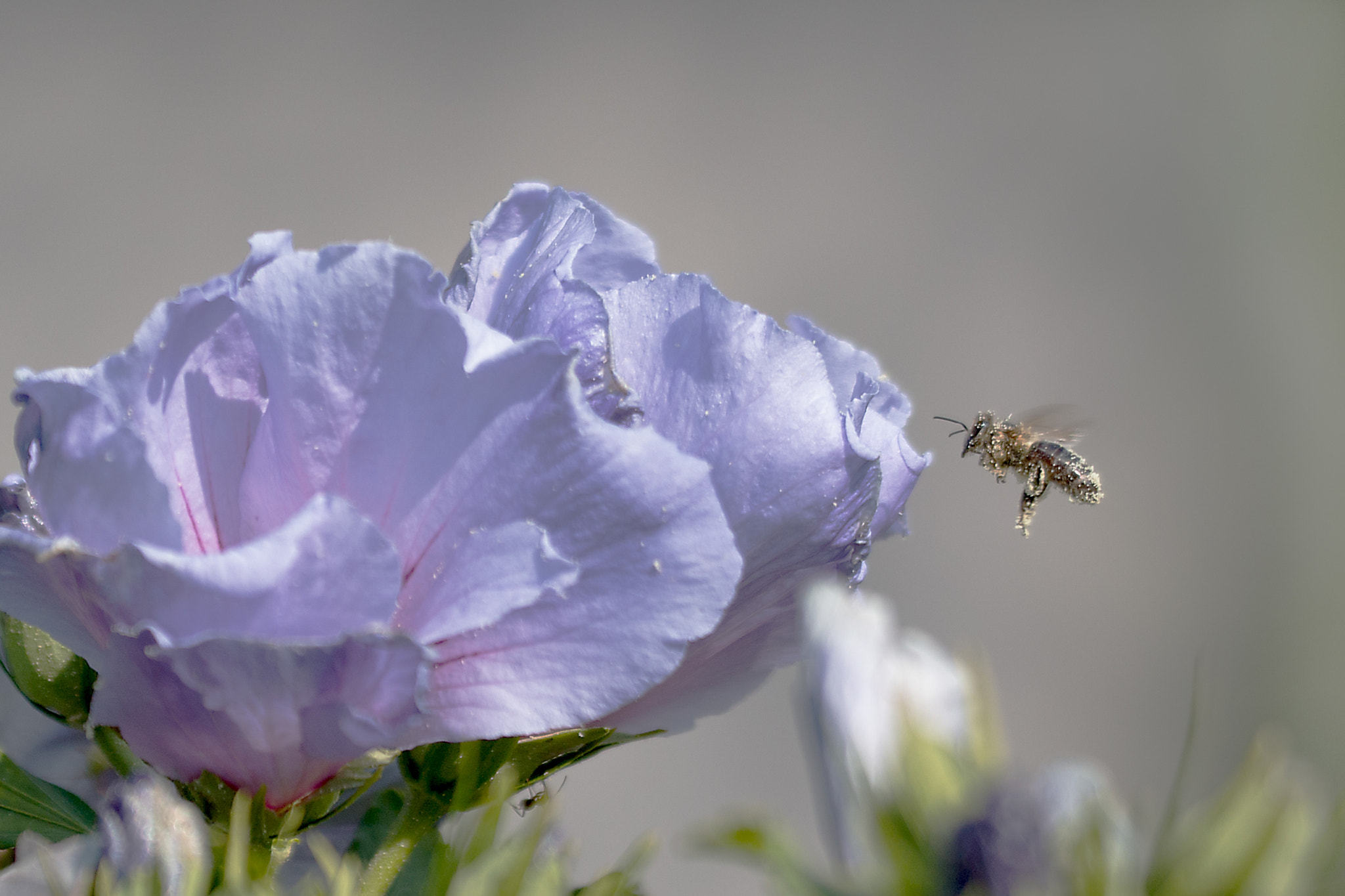 Sigma 150mm f/2.8 EX DG OS HSM APO Macro sample photo. Honigbiene 14 photography