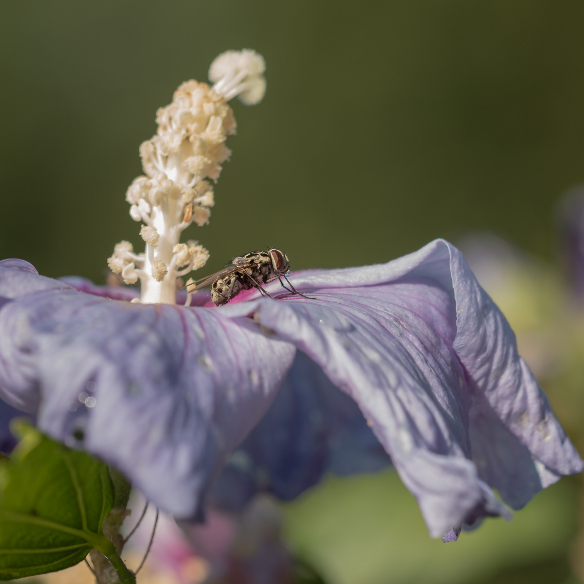 Sigma 150mm f/2.8 EX DG OS HSM APO Macro sample photo. Fliege photography