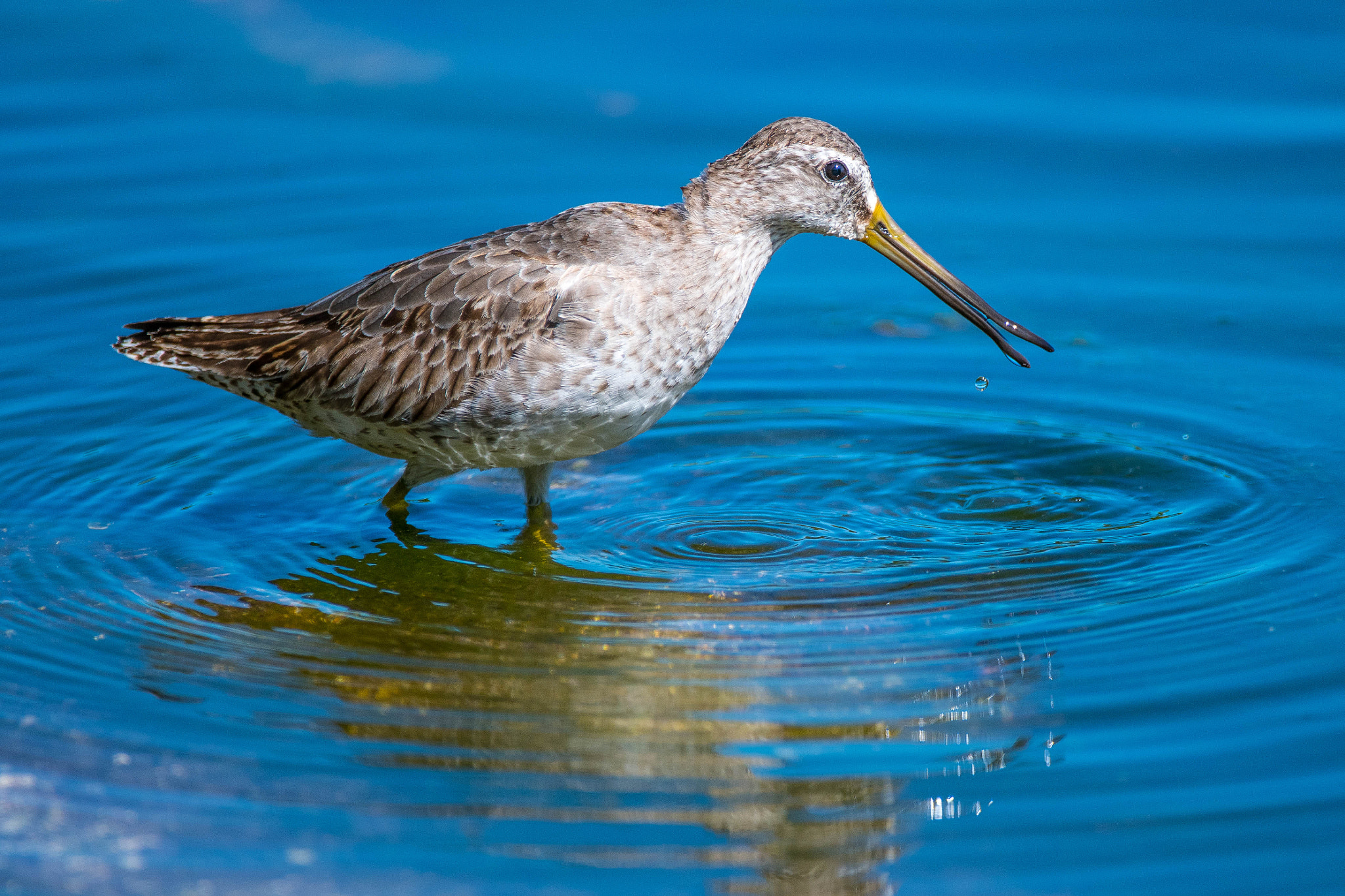 Nikon D500 sample photo. Short billet dowitcher photography