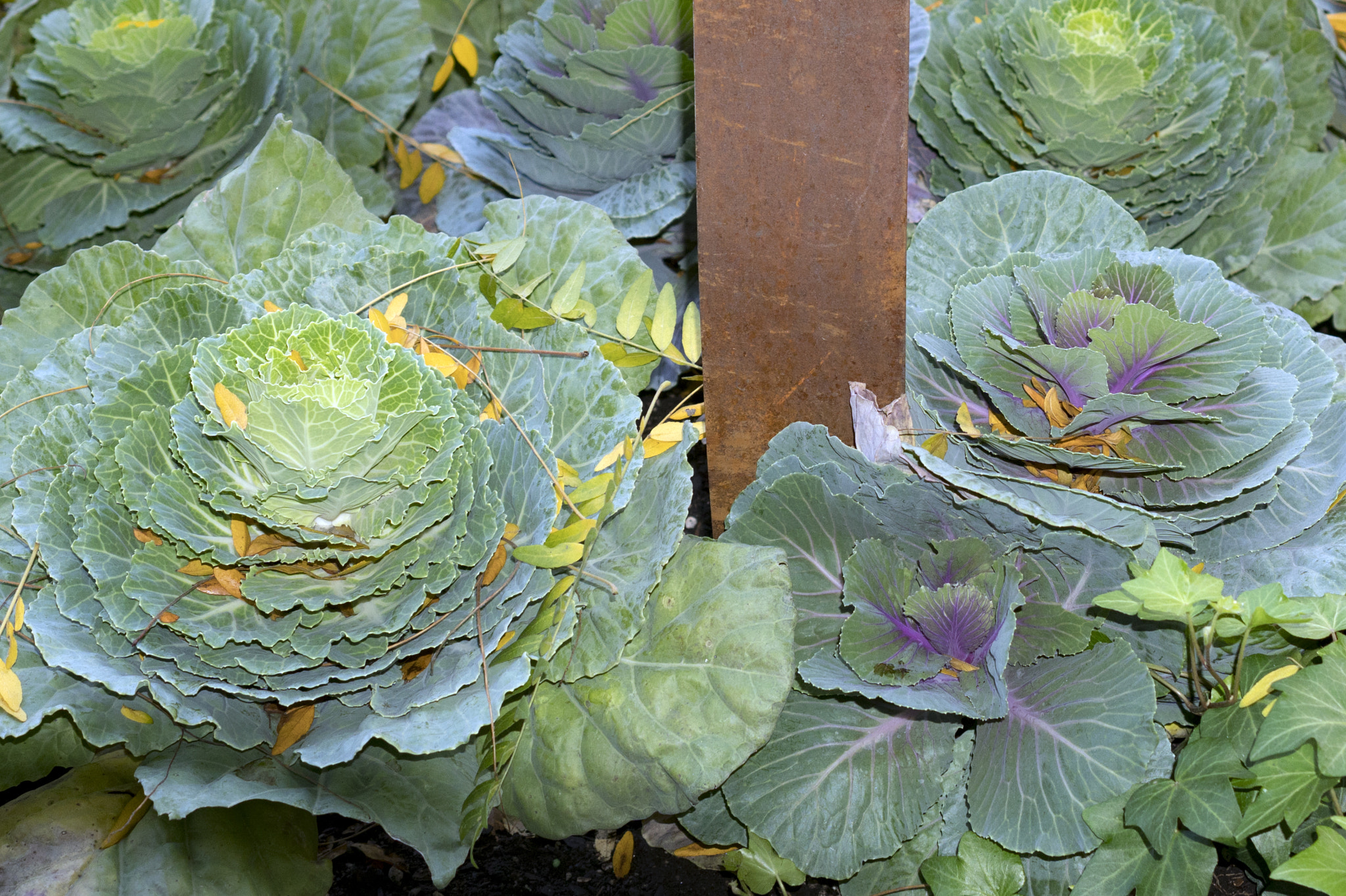 Sony a6300 + ZEISS Batis 25mm F2 sample photo. Multi colored cabbage in planter on michigan ave photography