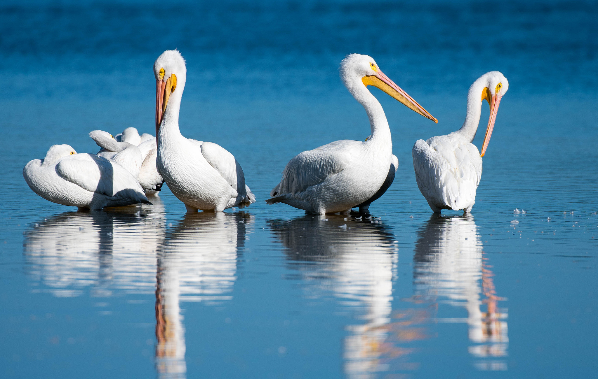 Nikon D500 sample photo. American white pelican photography