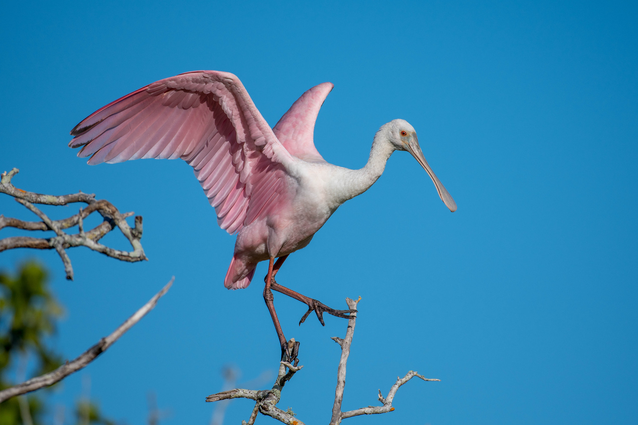 Nikon D500 sample photo. Roseate spoonbill photography
