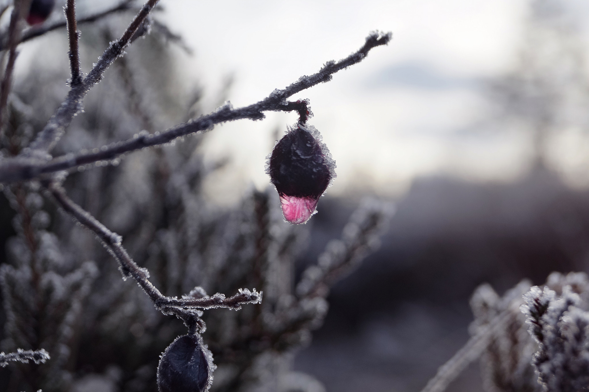 Sony DT 18-55mm F3.5-5.6 SAM II sample photo. Red drop photography