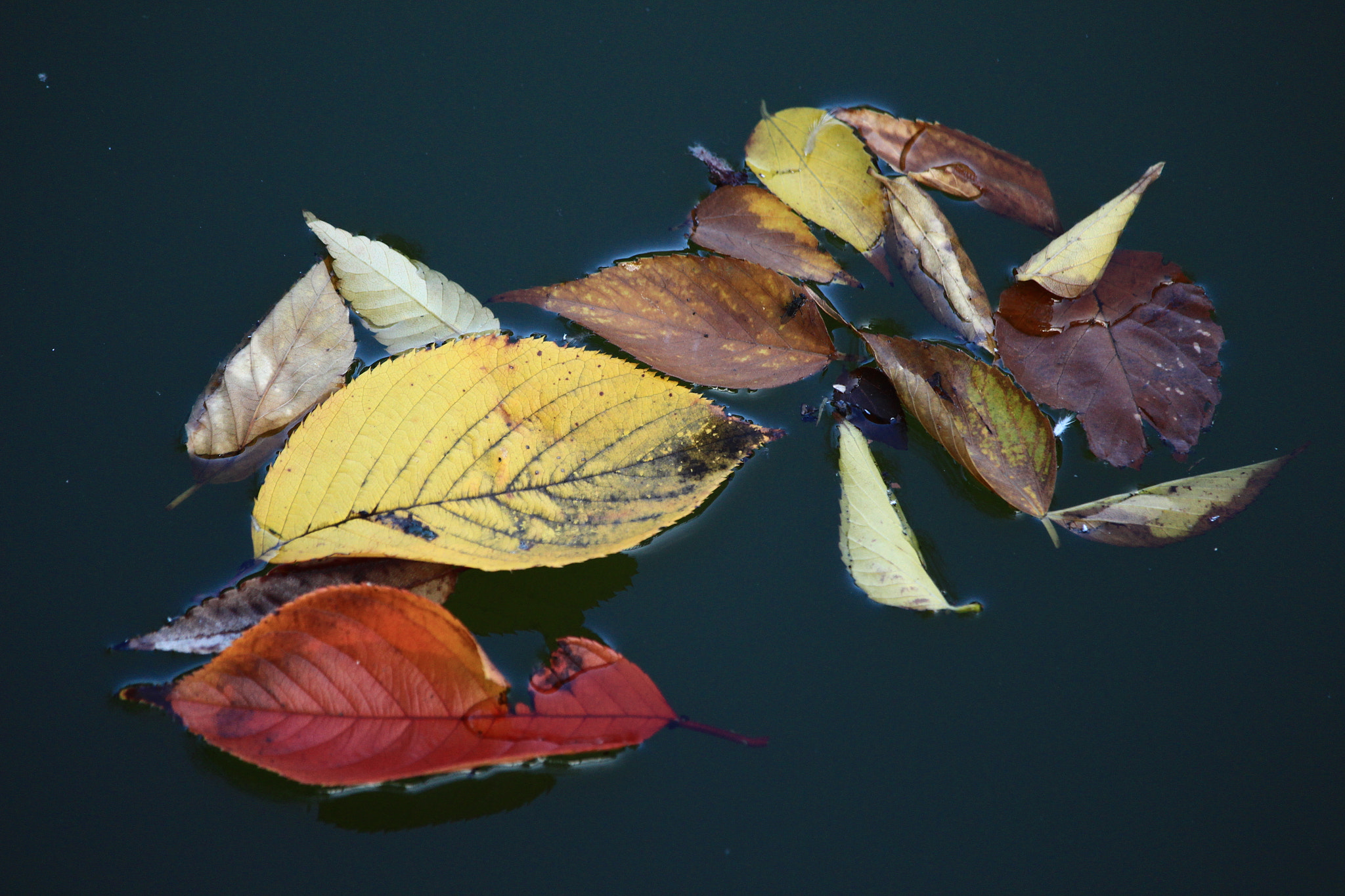Canon EOS 700D (EOS Rebel T5i / EOS Kiss X7i) sample photo. Drifting photography