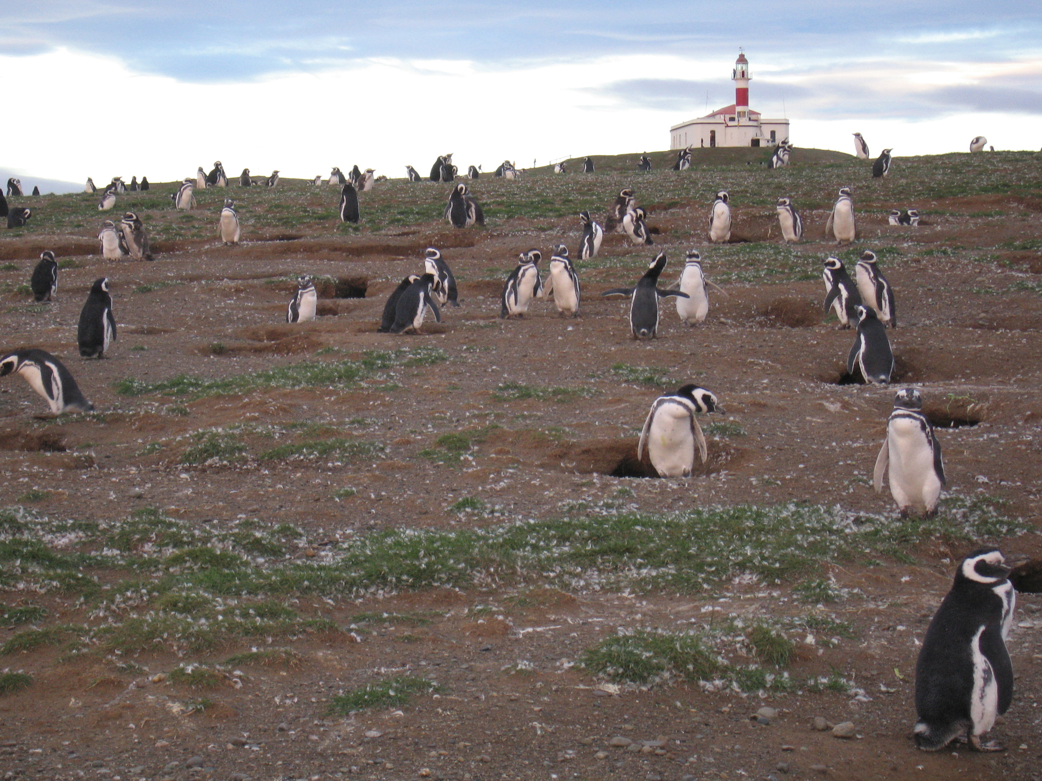 Canon POWERSHOT S70 sample photo. Penguins, i love penguins photography