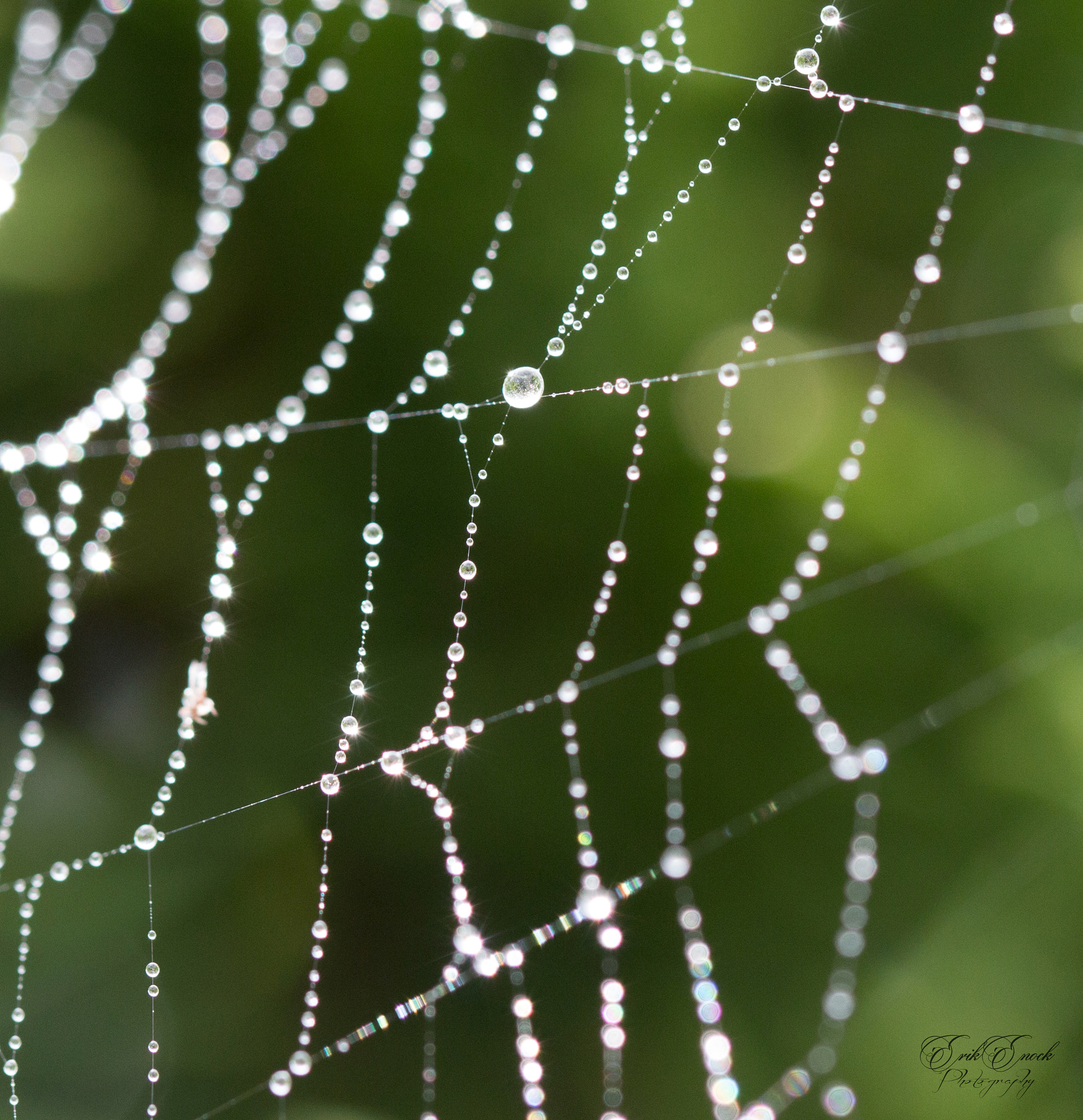 Canon EF 100mm F2.8L Macro IS USM sample photo. . photography