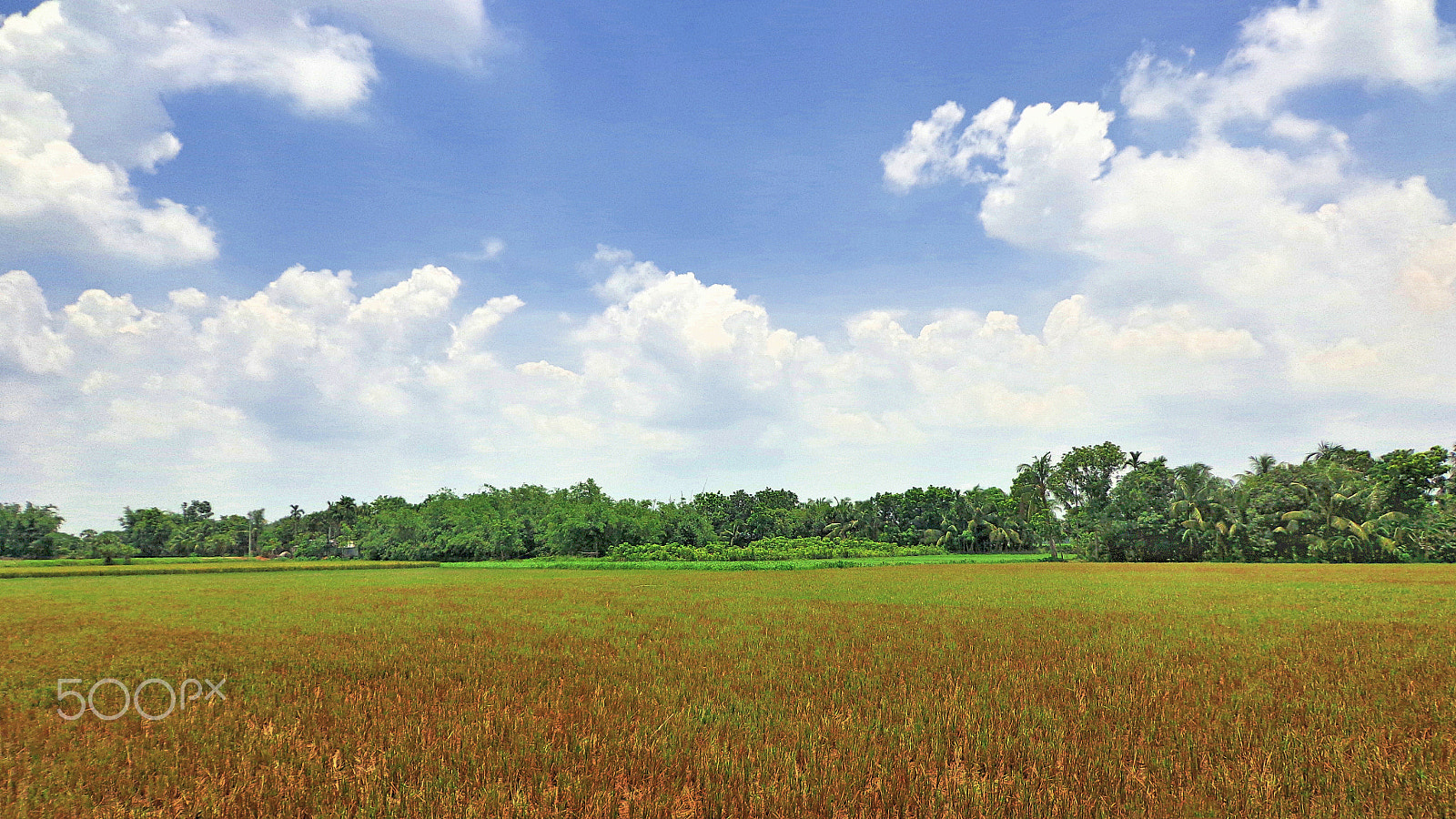 Sony DSC-W650 sample photo. Farming ground photography