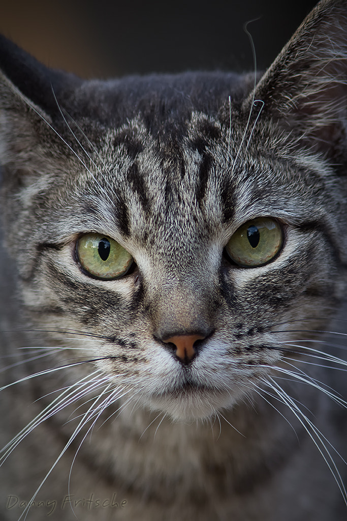 Canon EF 300mm F4L IS USM sample photo. Felix. photography