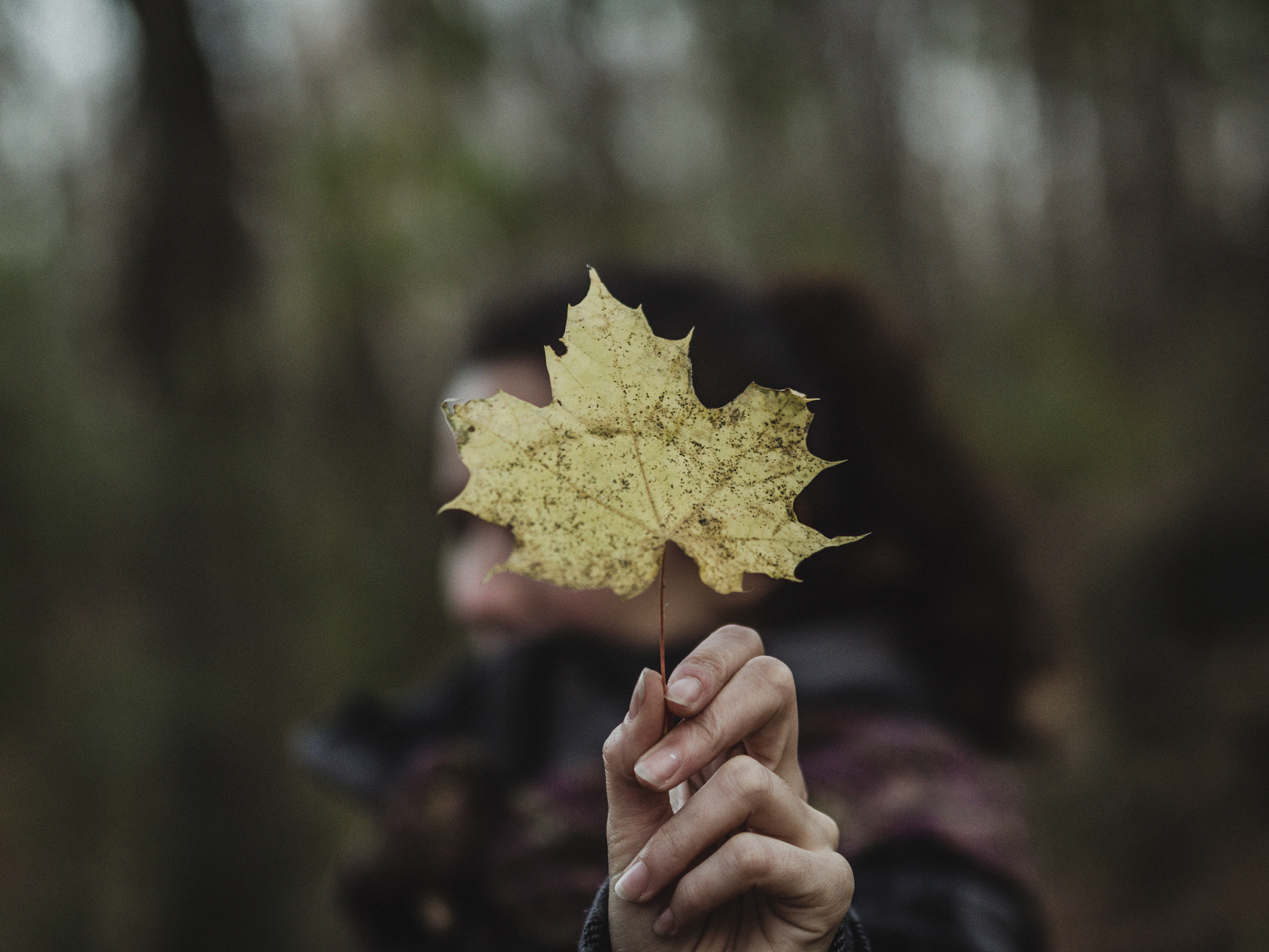 Nikon D5100 + Sigma 50mm F1.4 DG HSM Art sample photo. Focus photography