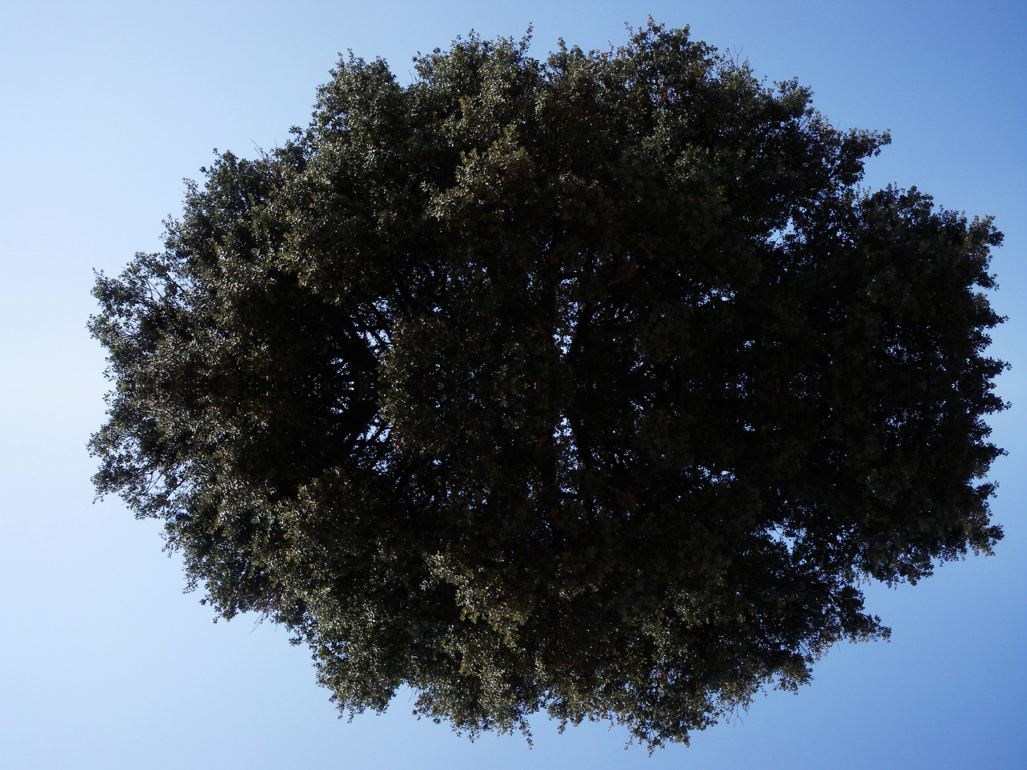 Pentax Optio M60 sample photo. Tree landscape photography