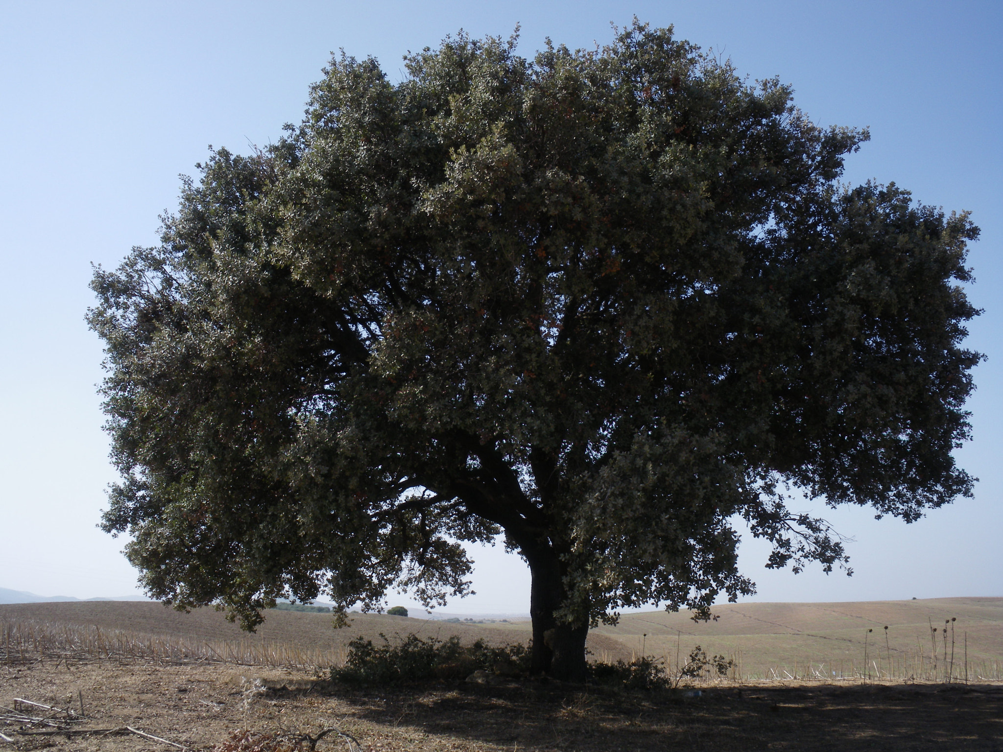 Pentax Optio M60 sample photo. Tree landscape photography