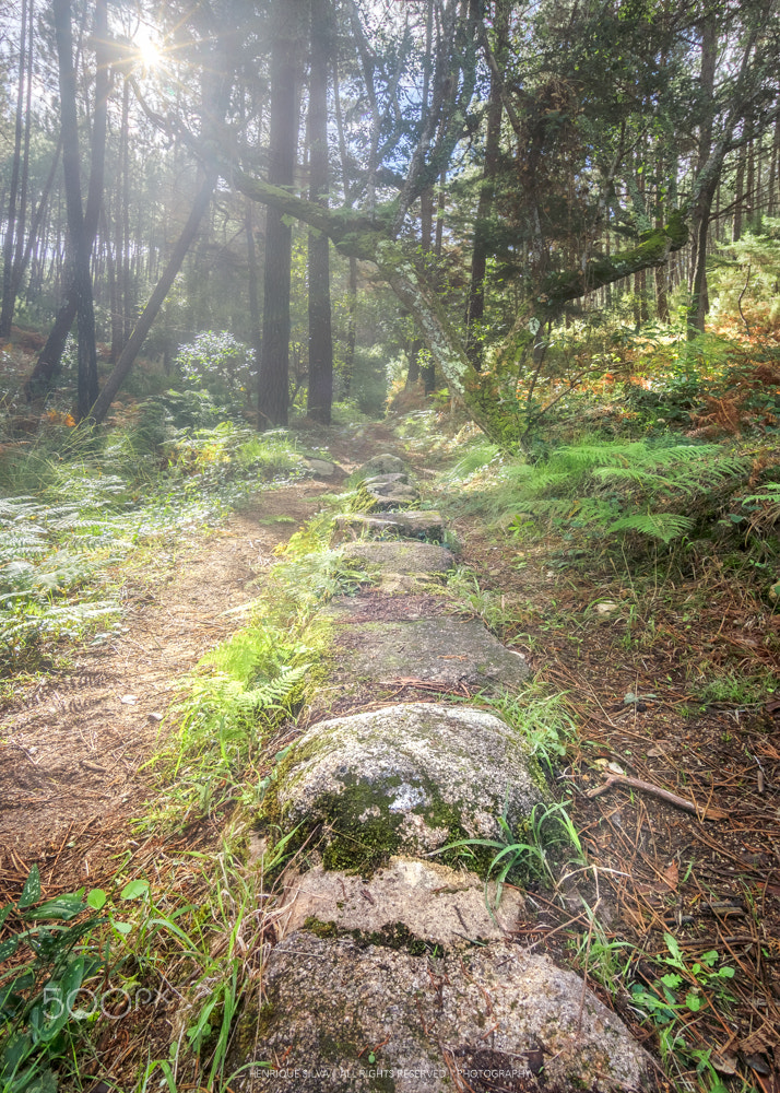Canon EOS 60D sample photo. The path to the magic forest photography