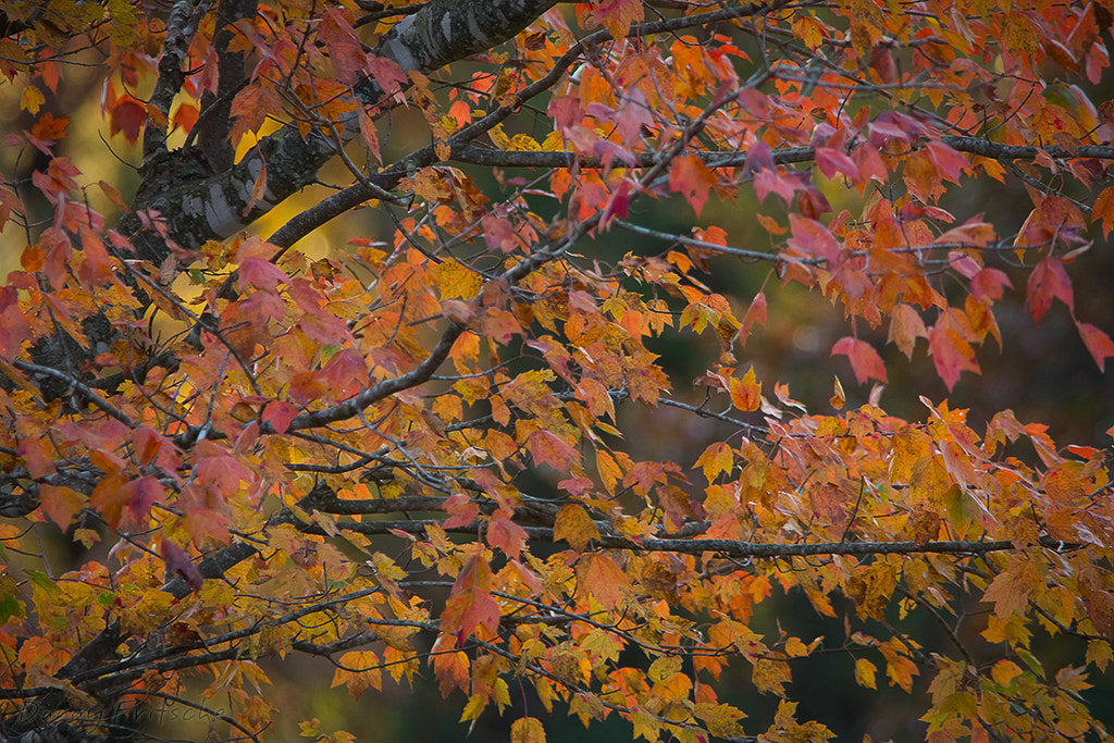 Canon EF 300mm F4L IS USM sample photo