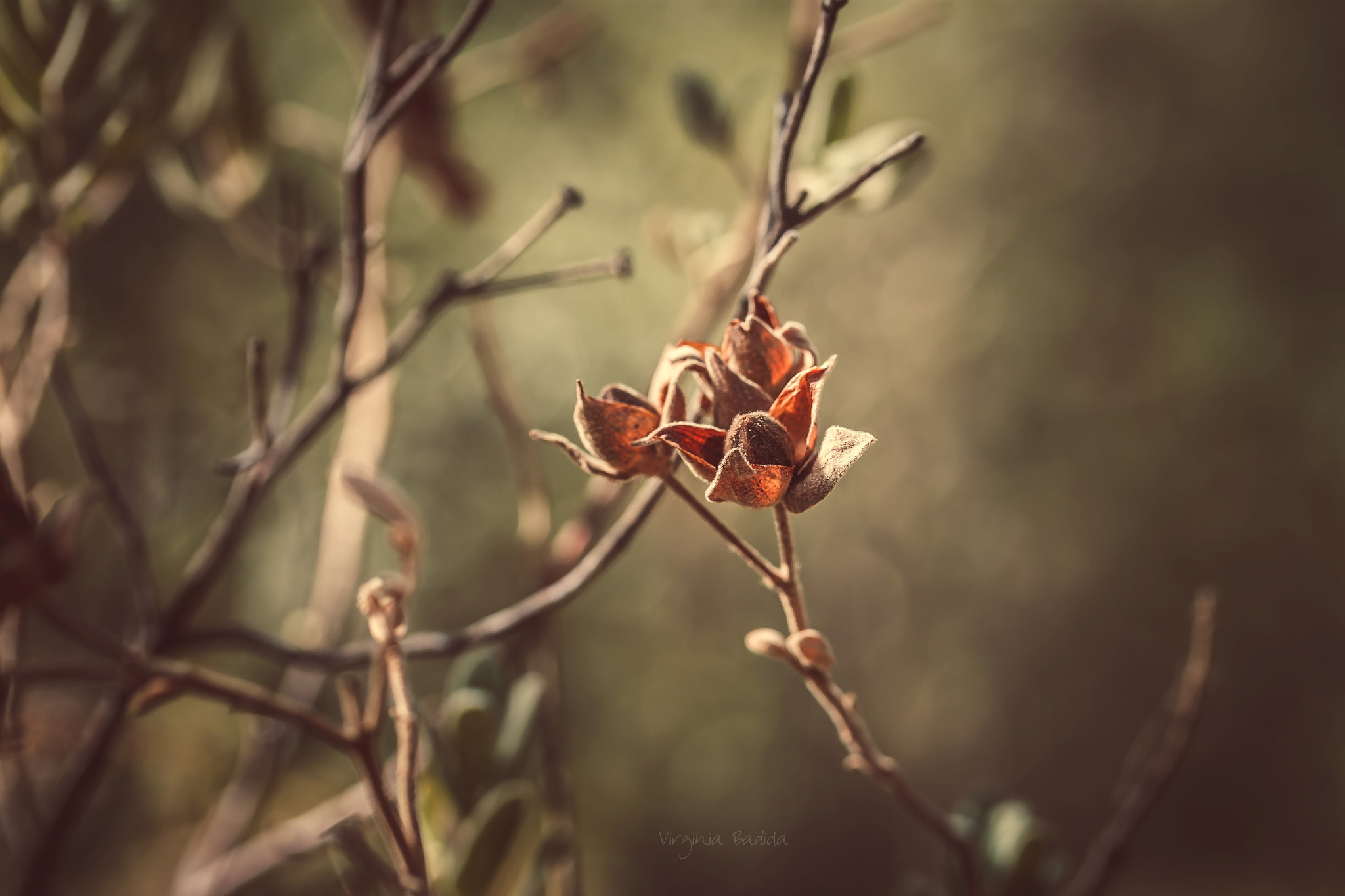 Canon EF-S 60mm F2.8 Macro USM sample photo. *** photography
