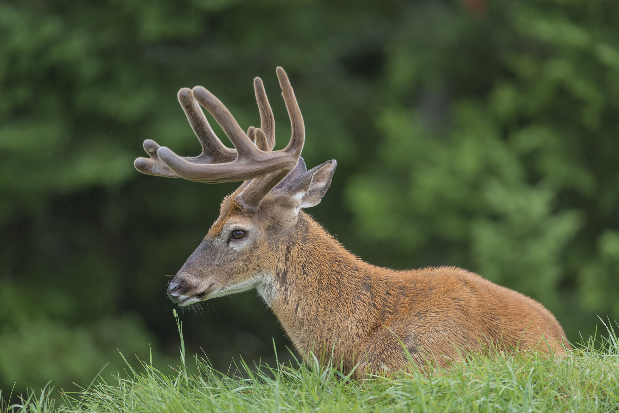 Nikon AF-S Nikkor 600mm F4G ED VR sample photo. Somewhat hidden photography