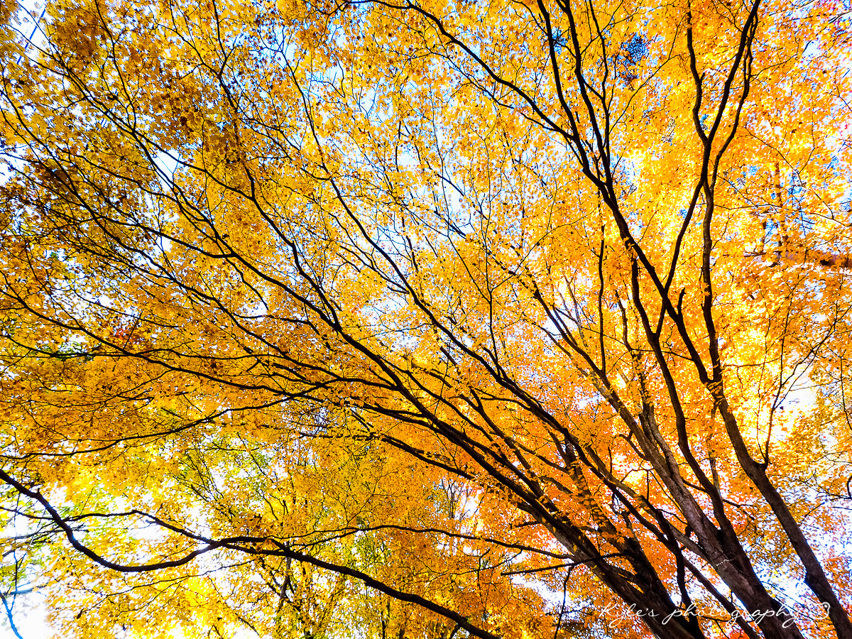 Olympus OM-D E-M1 + Olympus Zuiko Digital ED 9-18mm F4.0-5.6 sample photo. Color of fall photography