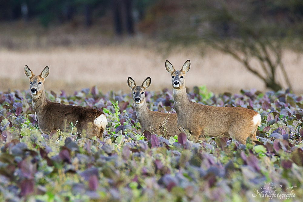 Tamron SP 150-600mm F5-6.3 Di VC USD sample photo. Rehe photography