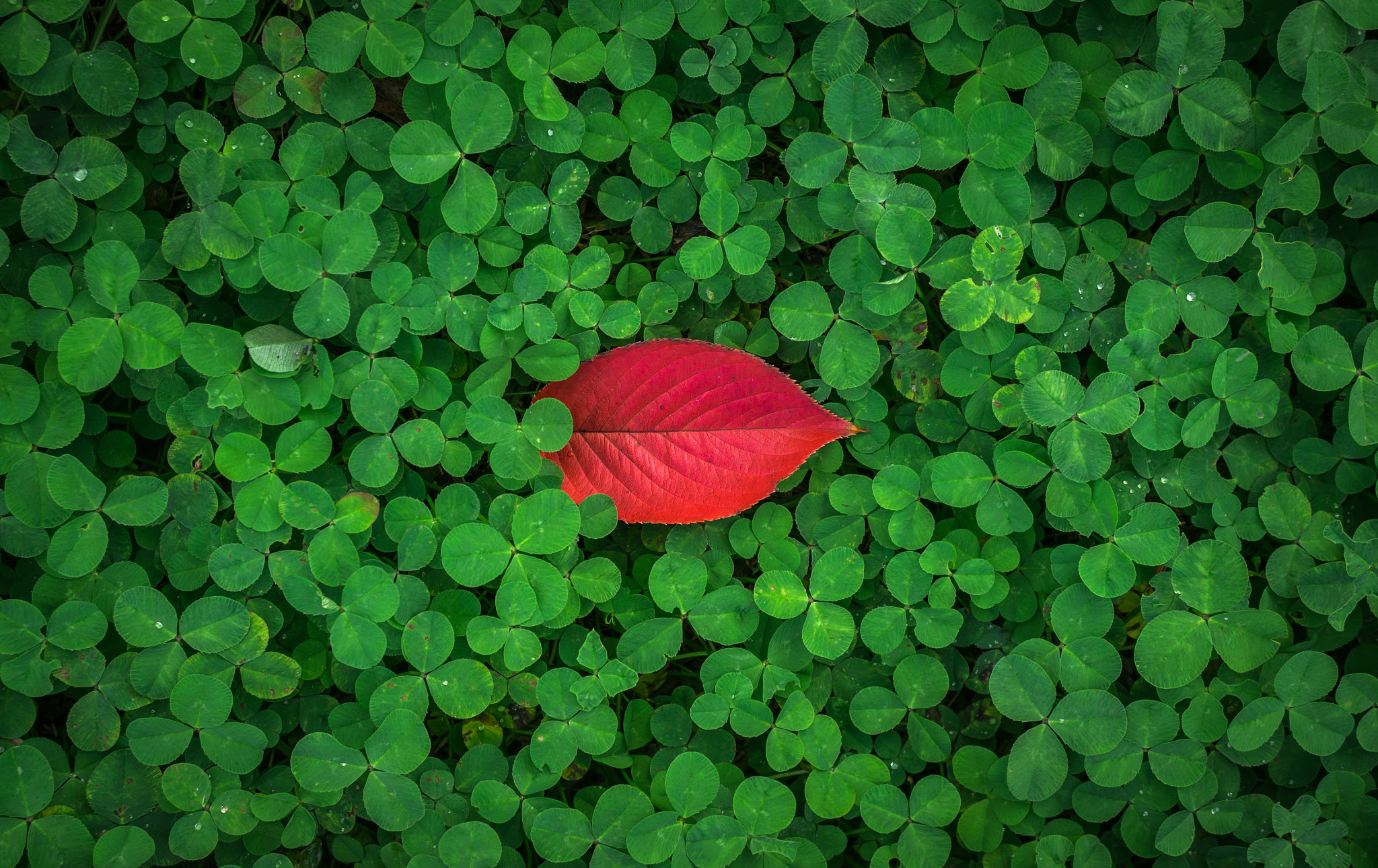Sony E 30mm F3.5 Macro sample photo. Red dot photography