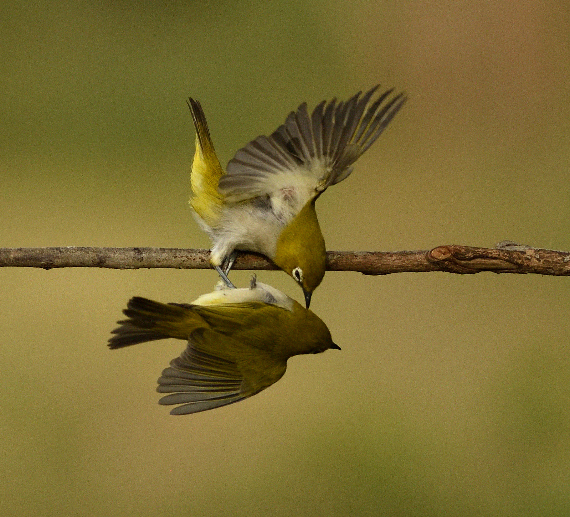 Nikon D750 + Nikon AF-S Nikkor 300mm F4D ED-IF sample photo. Freindship photography