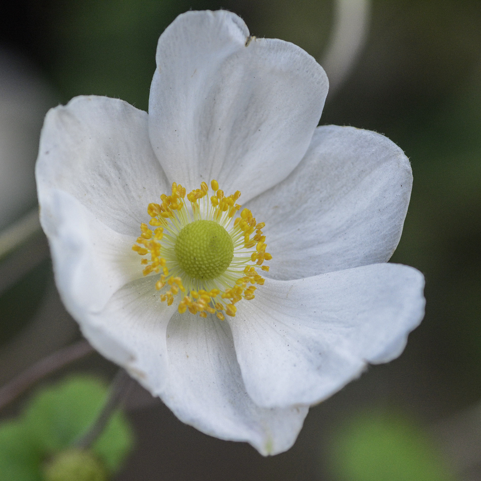 Tamron SP AF 90mm F2.8 Di Macro sample photo. Probably one of the last weeks for these photography