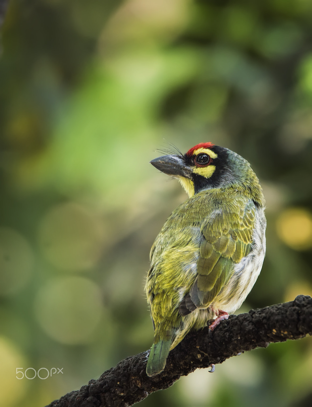 Nikon D3200 sample photo. Bokehlicious barbet photography