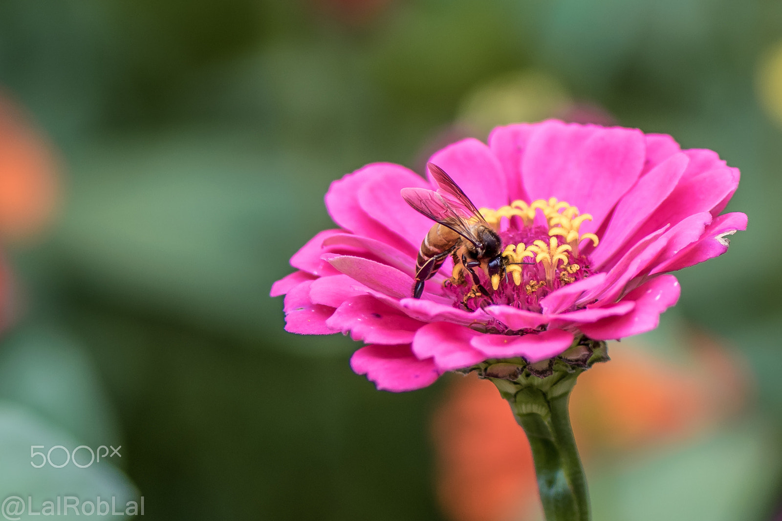 Nikon D3300 + Nikon AF-S Micro-Nikkor 105mm F2.8G IF-ED VR sample photo. Bee on a flower photography