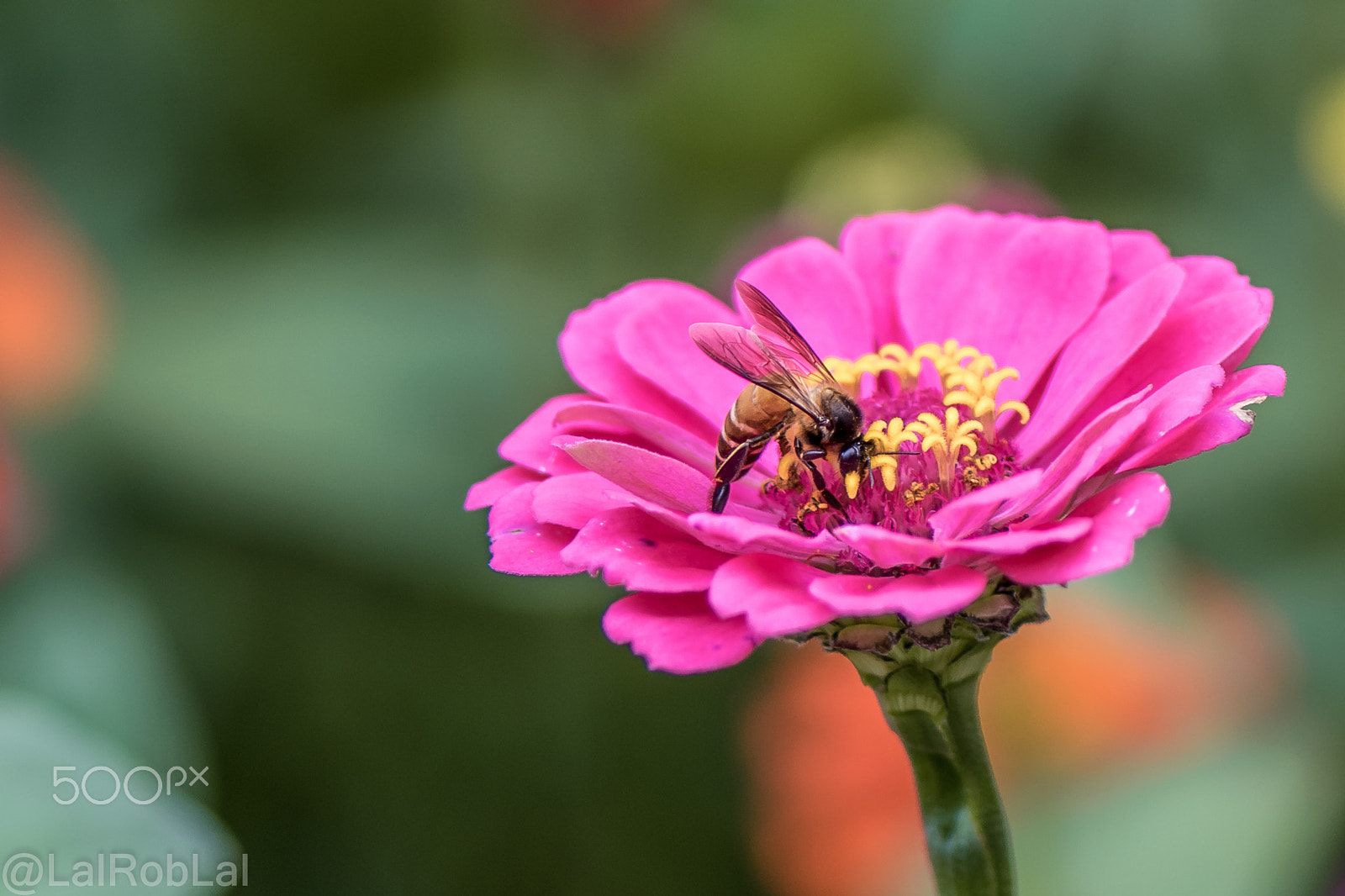 Nikon AF-S Micro-Nikkor 105mm F2.8G IF-ED VR sample photo. Bee on a flower photography