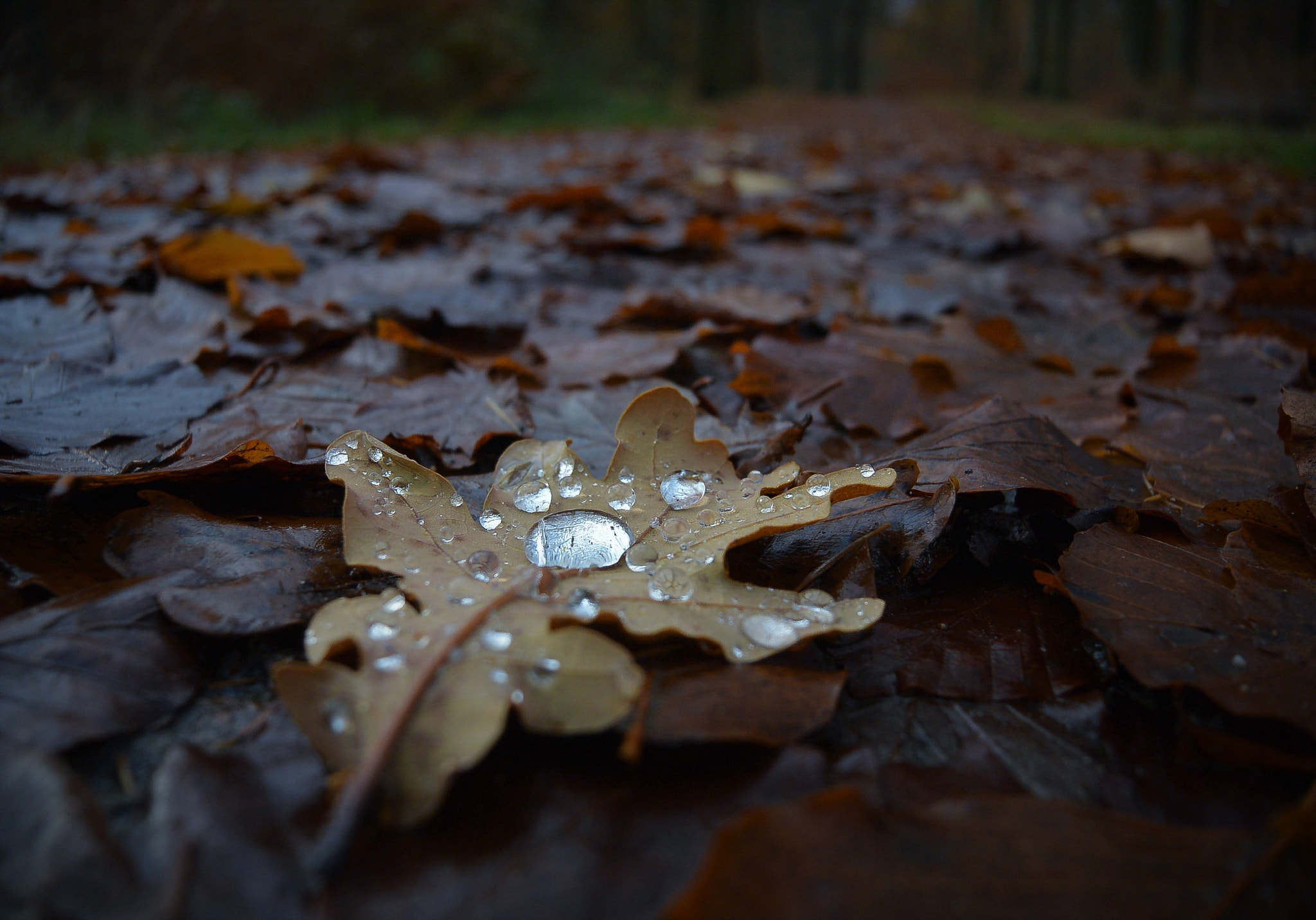 Nikon 1 S1 sample photo. The rain... photography